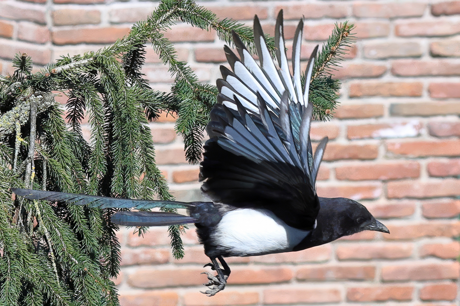 Magpie on the fly!