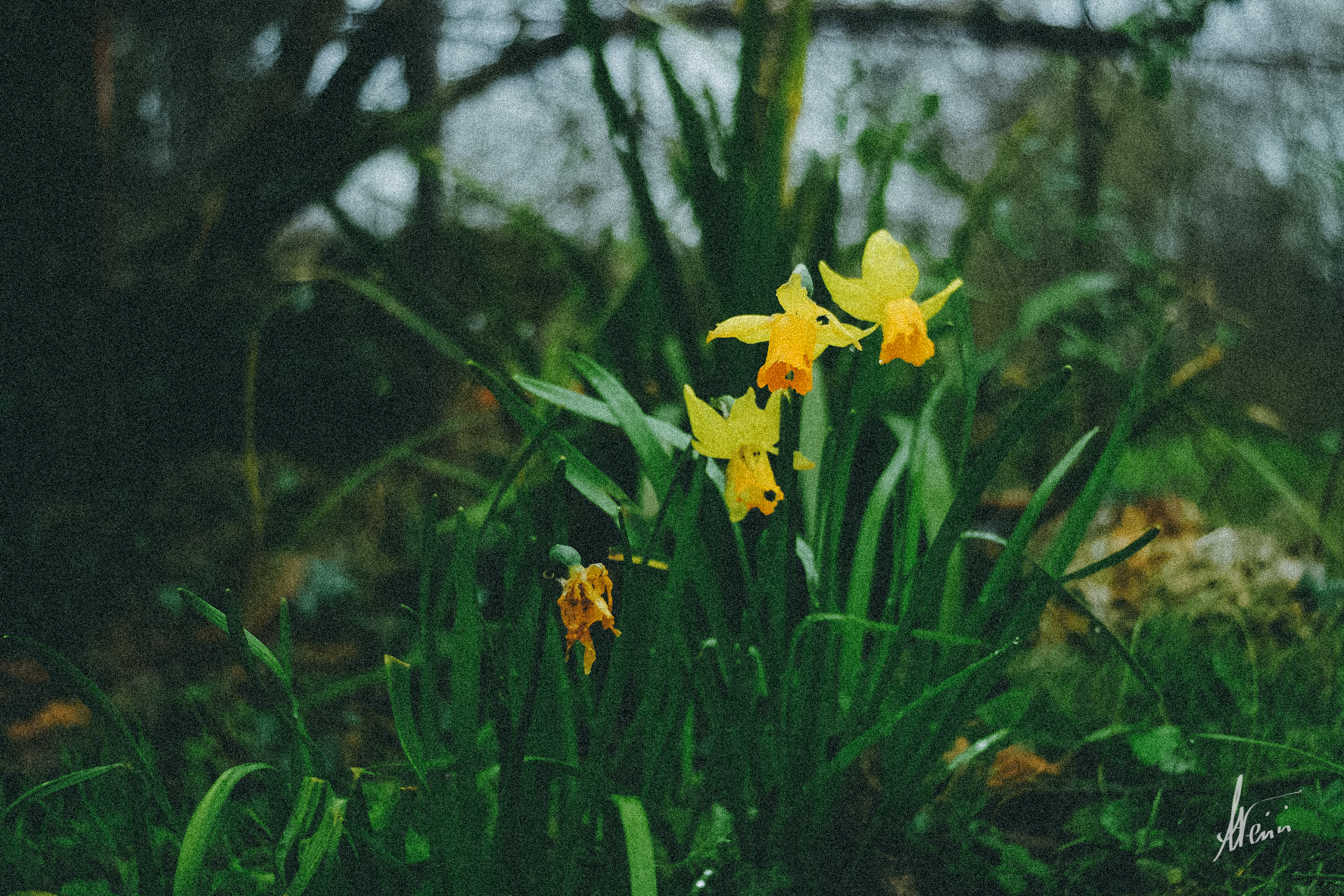 First blooms.