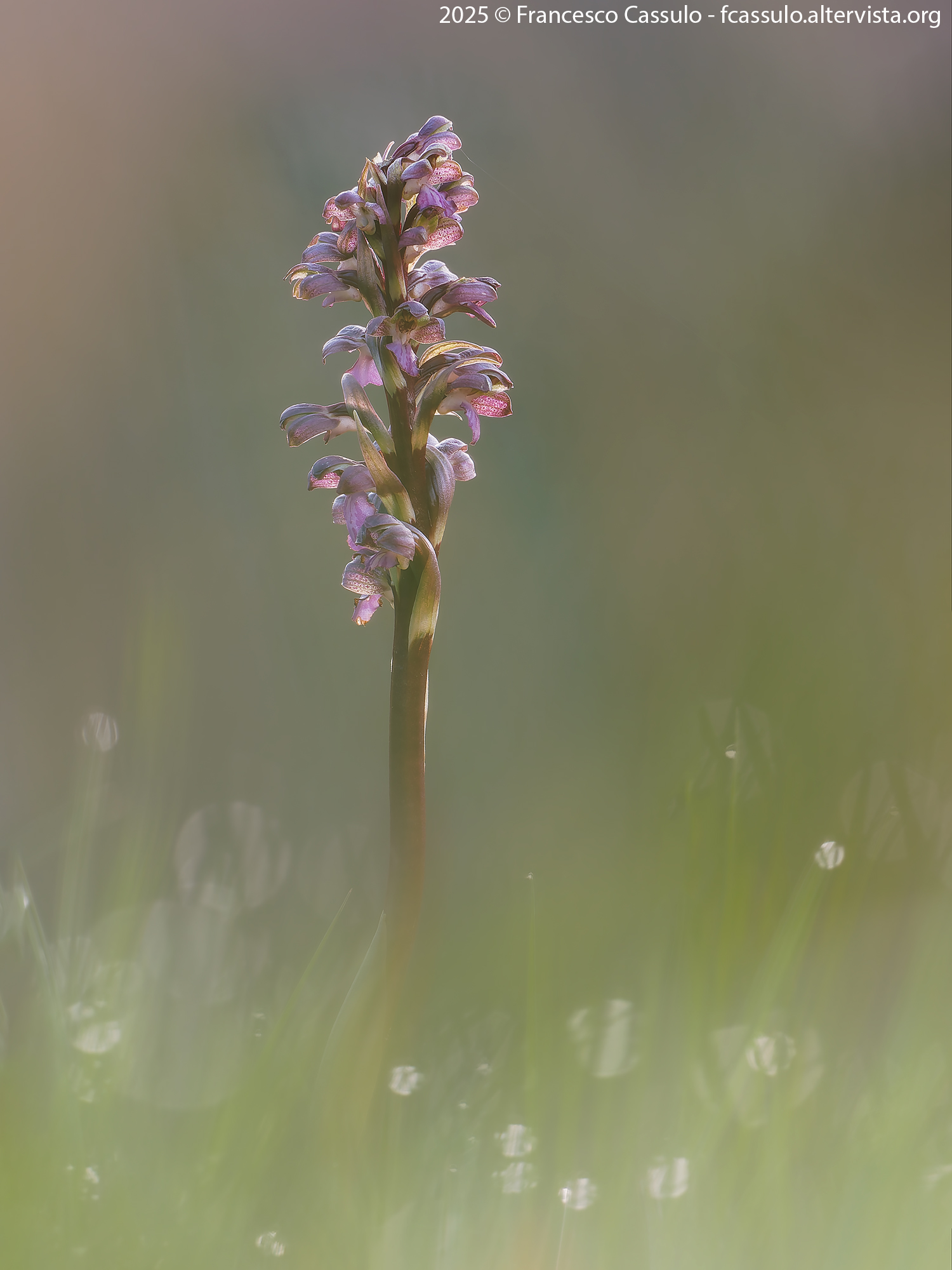 Himantoglossum robertianum (Barlia)