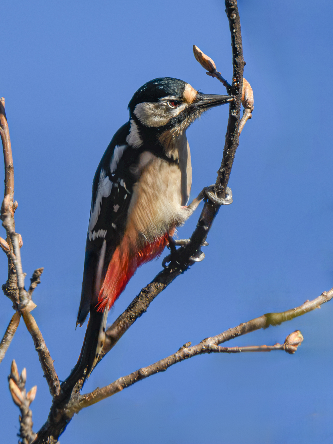 Spotted woodpecker