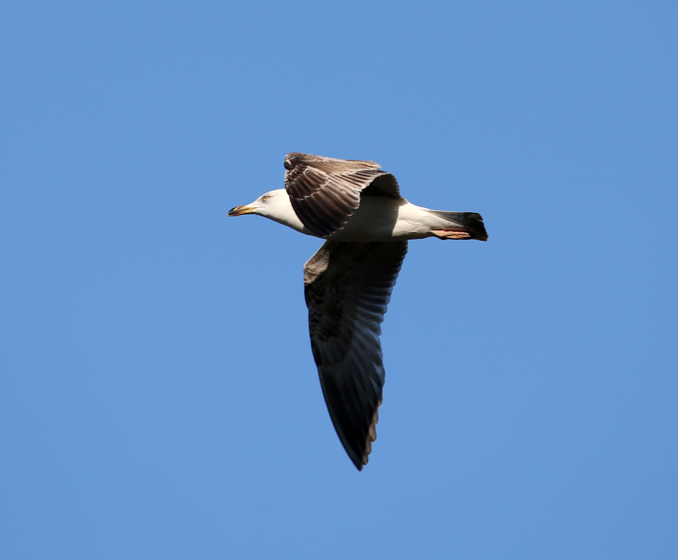 gull