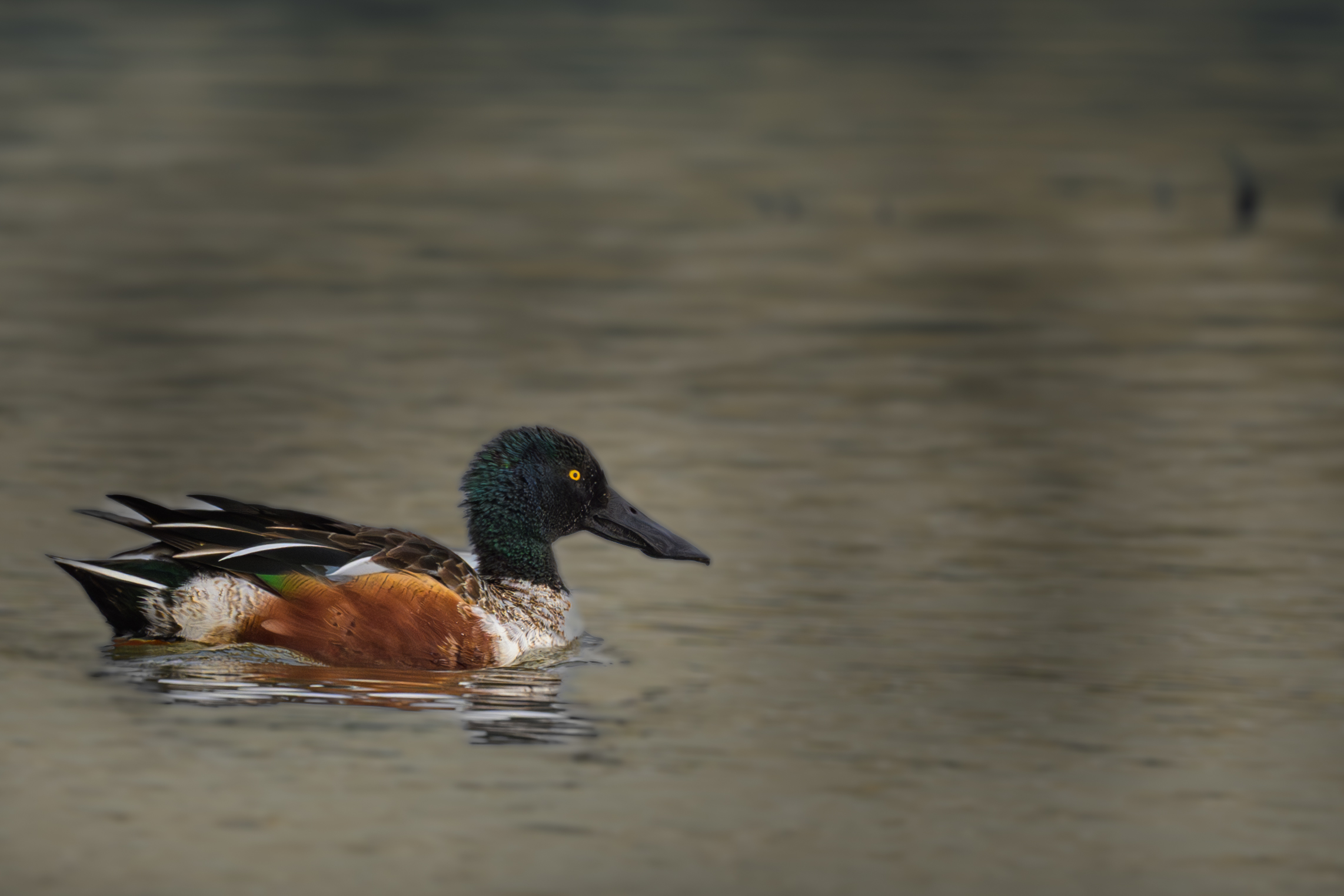 Shoveler