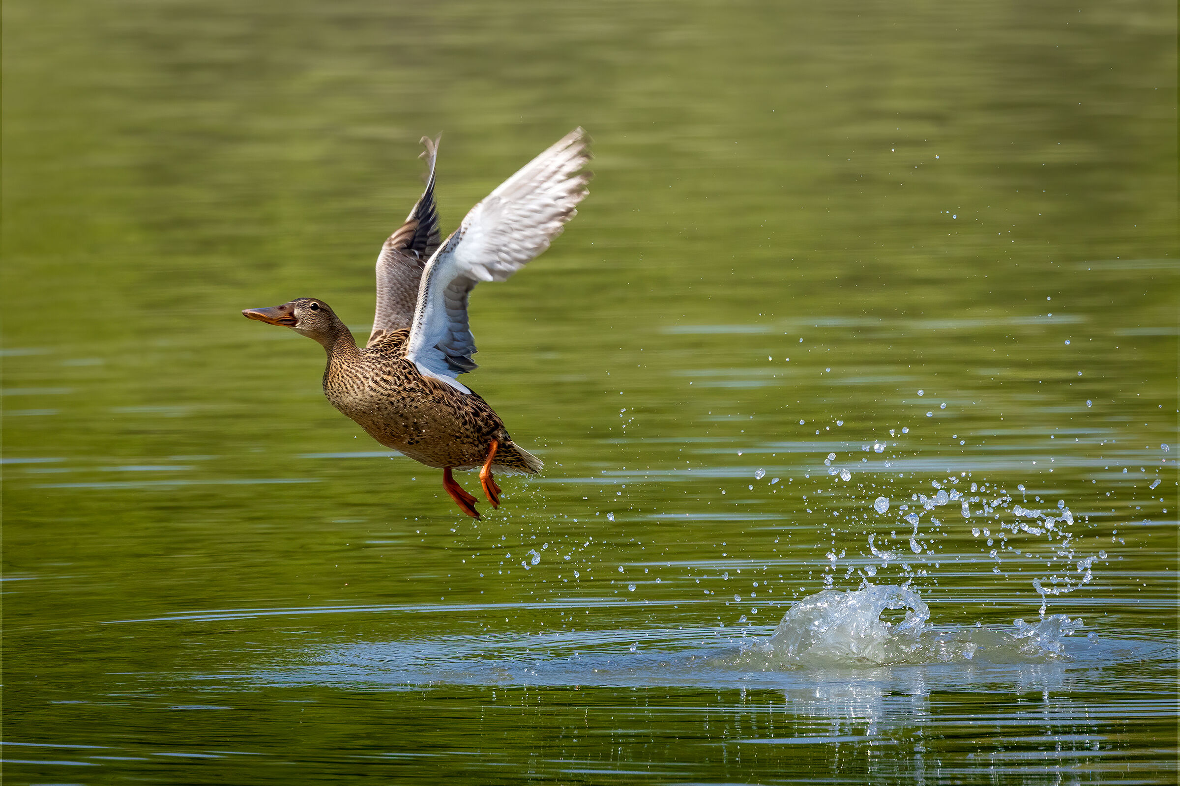 Female shoveler