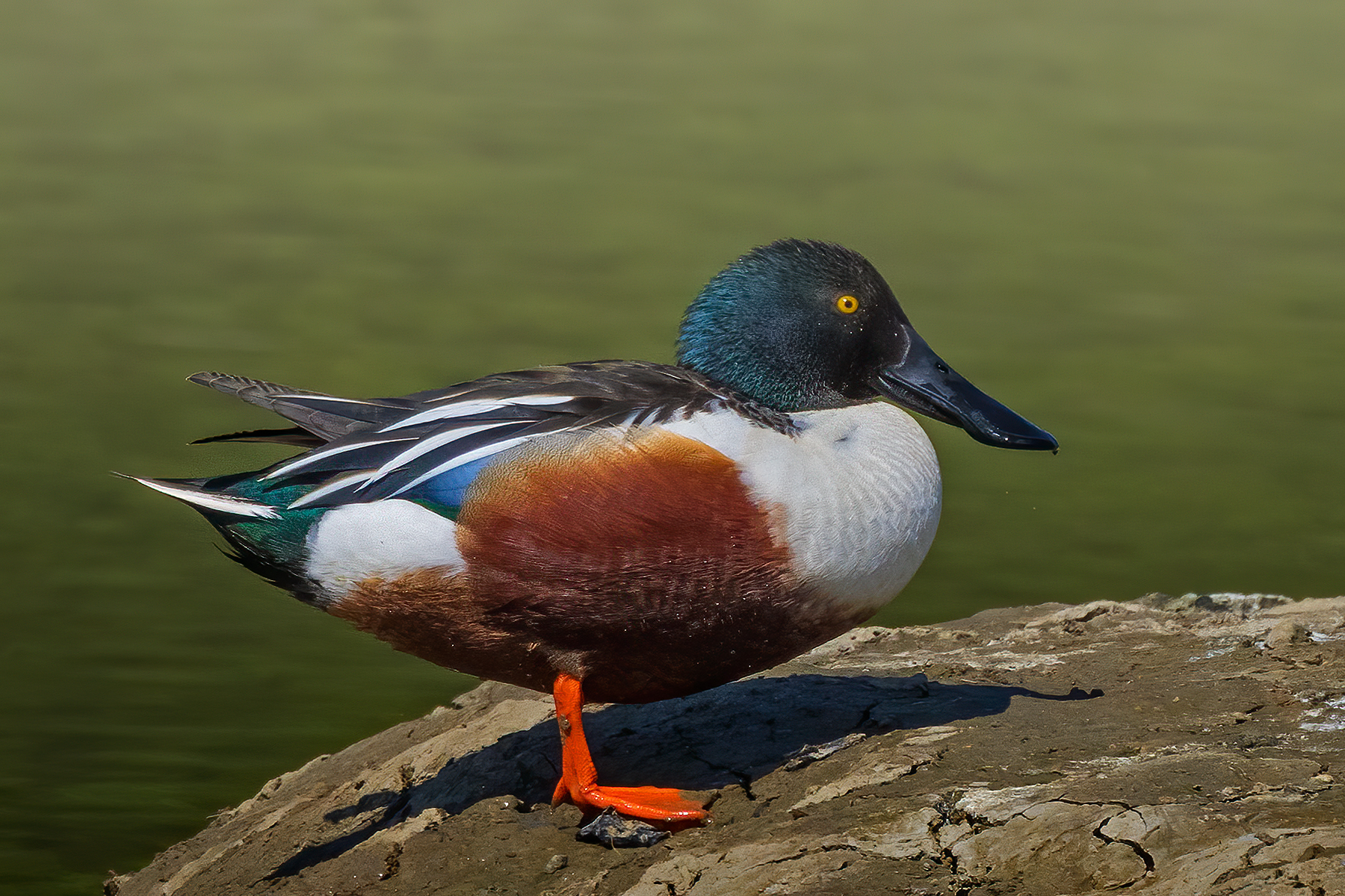 Male shoveler