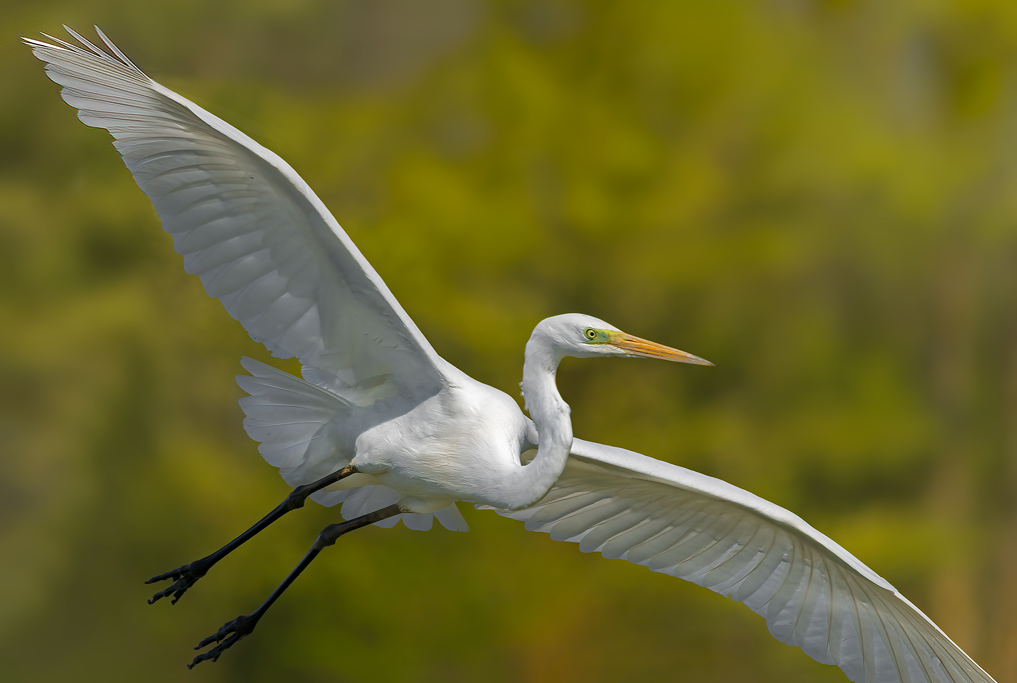 Airone bianco maggiore