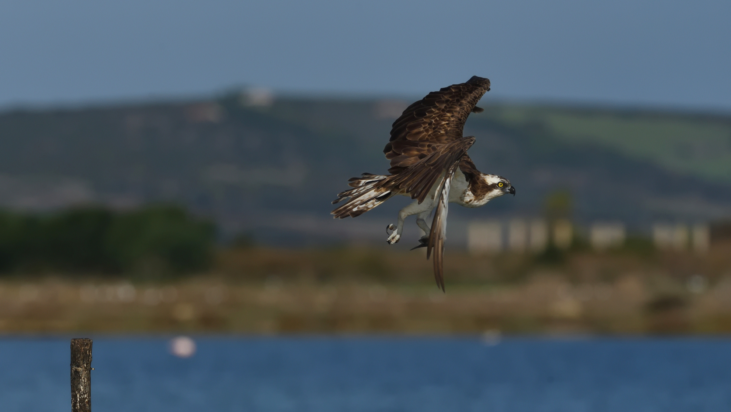 È arrivato il periodo della migrazione .