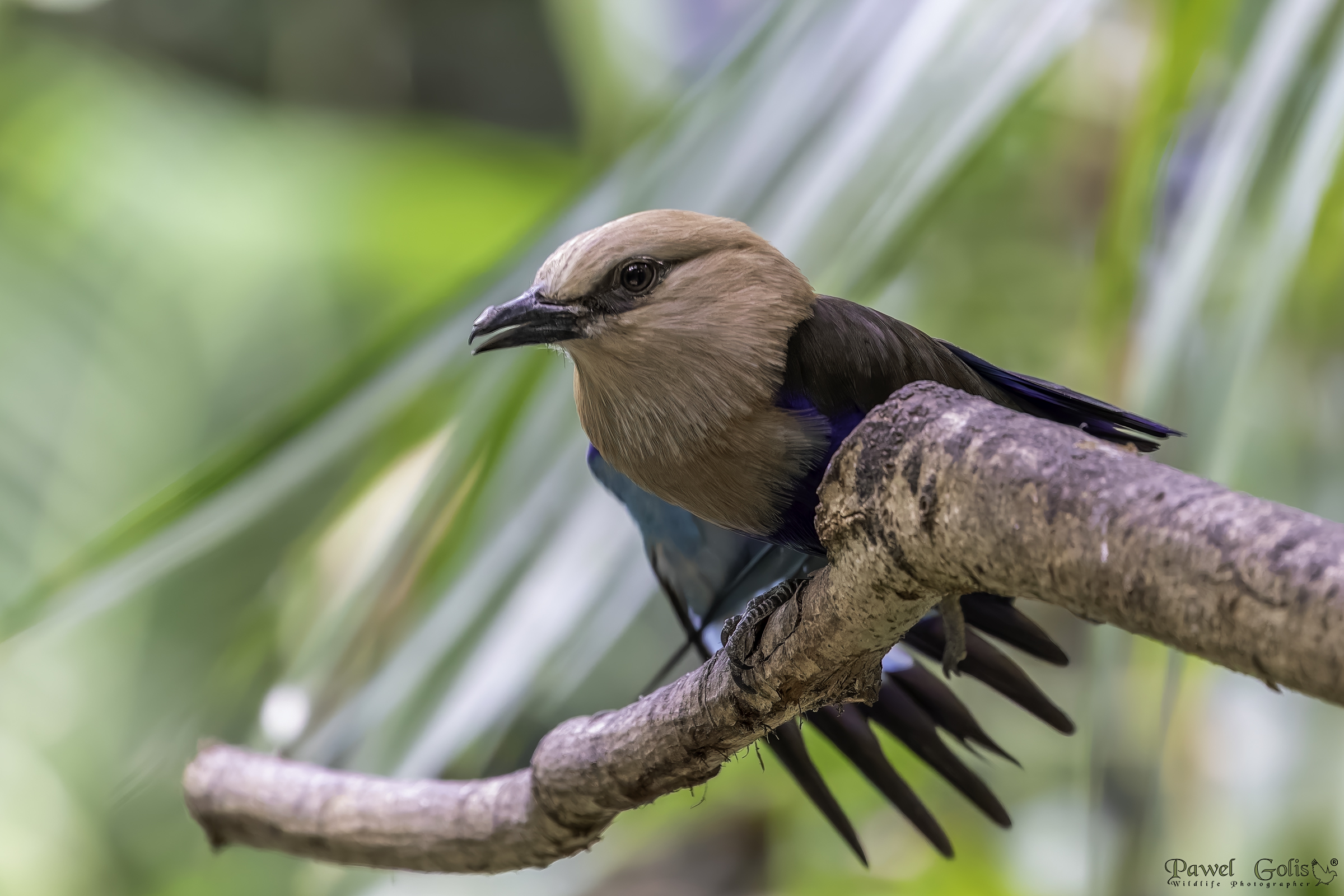 Blue-bellied roller (Coracias cyanogaster)