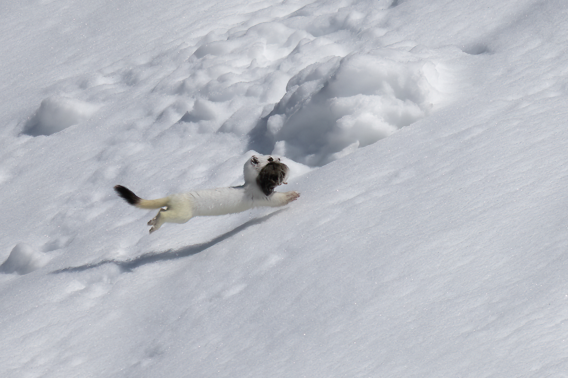 Ermellino - Gran Paradiso National Park