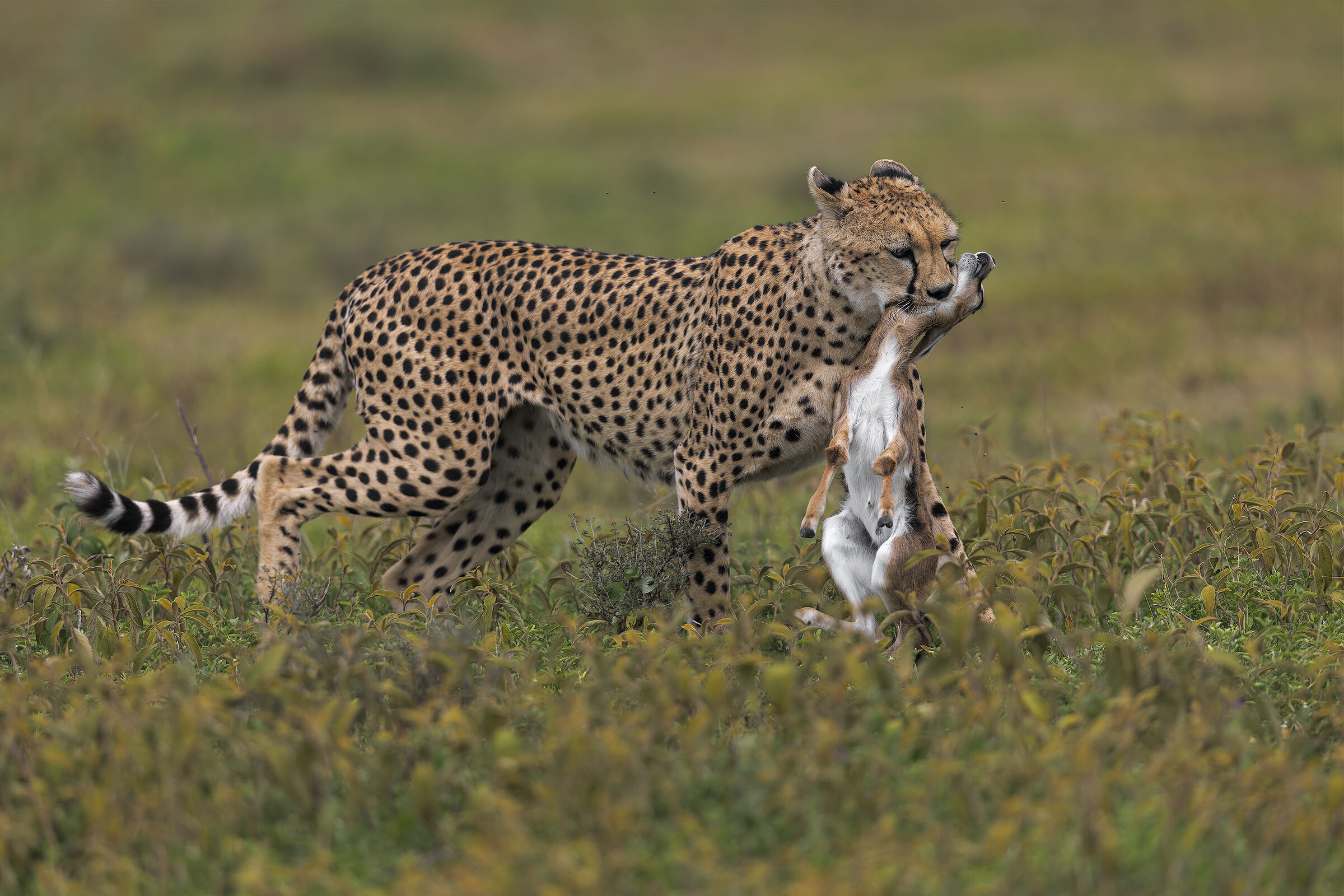 La caccia della mamma