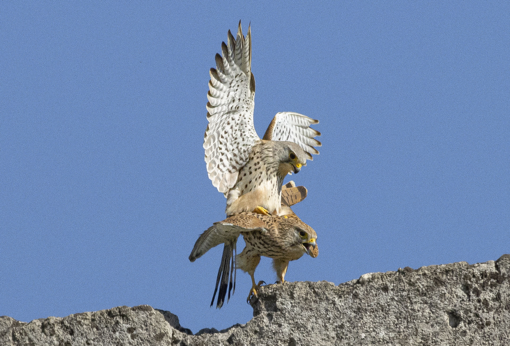 Coppia di Gheppio in amore