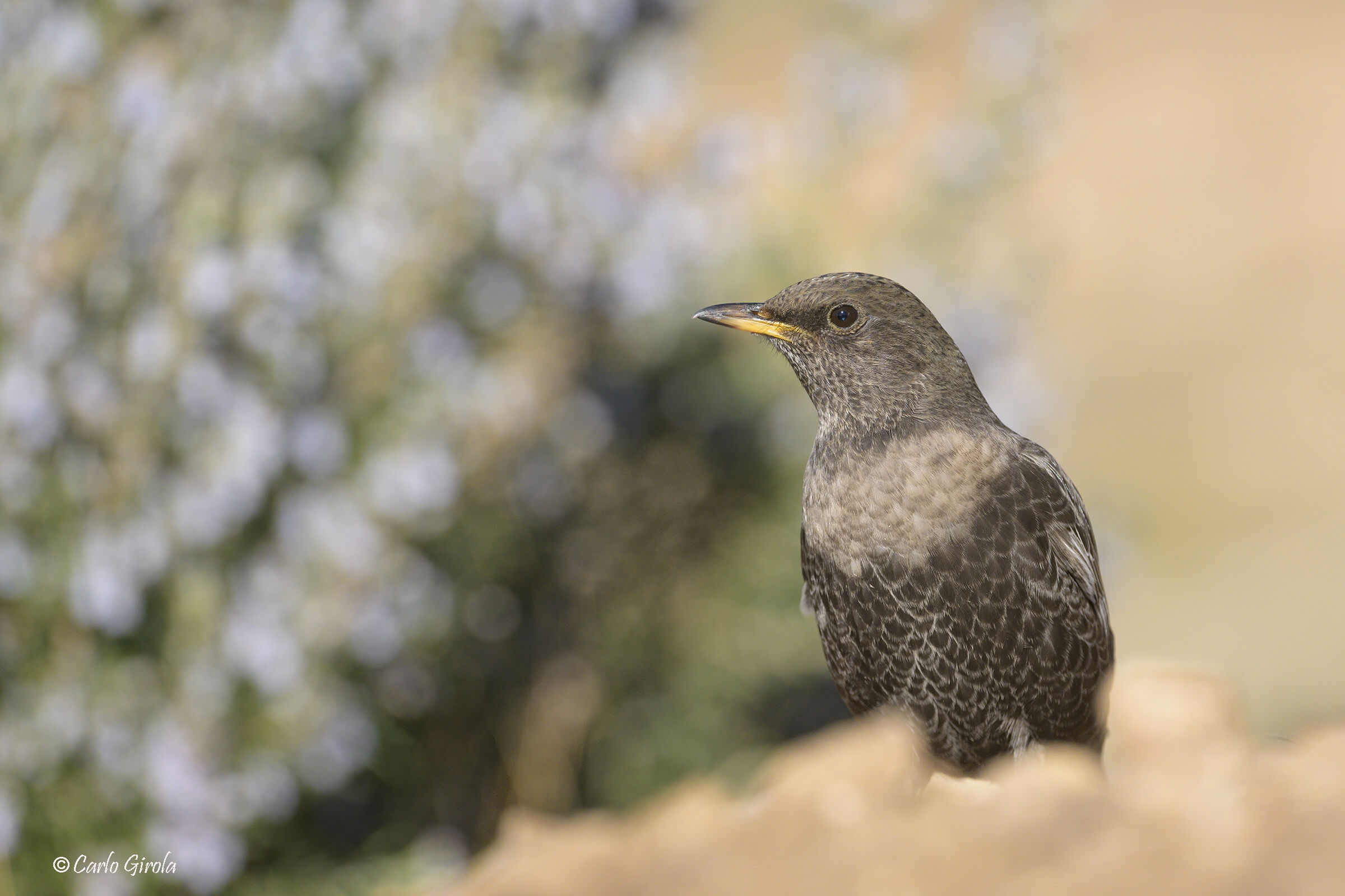 Collared blackbird (Torquatus alpestris)