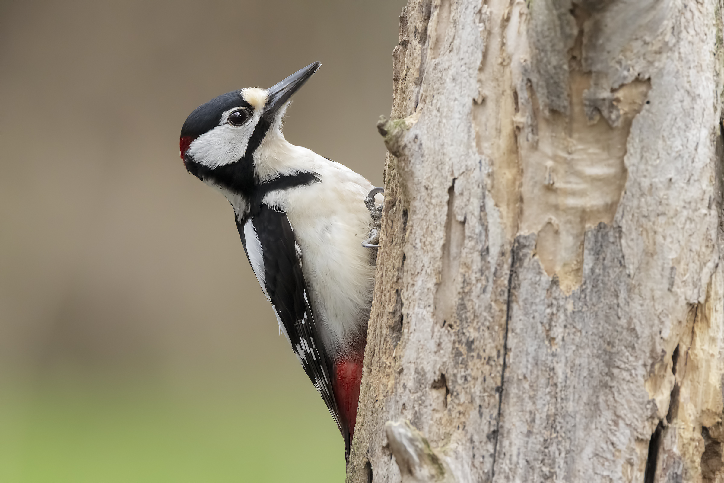 Spotted Woodpecker (m)
