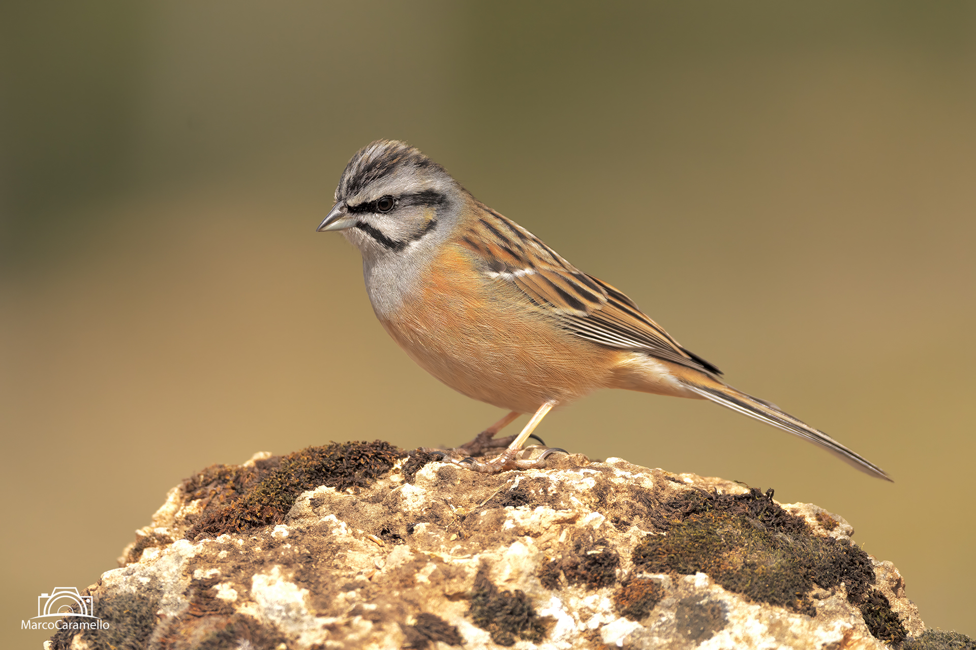Muciatto Bunting