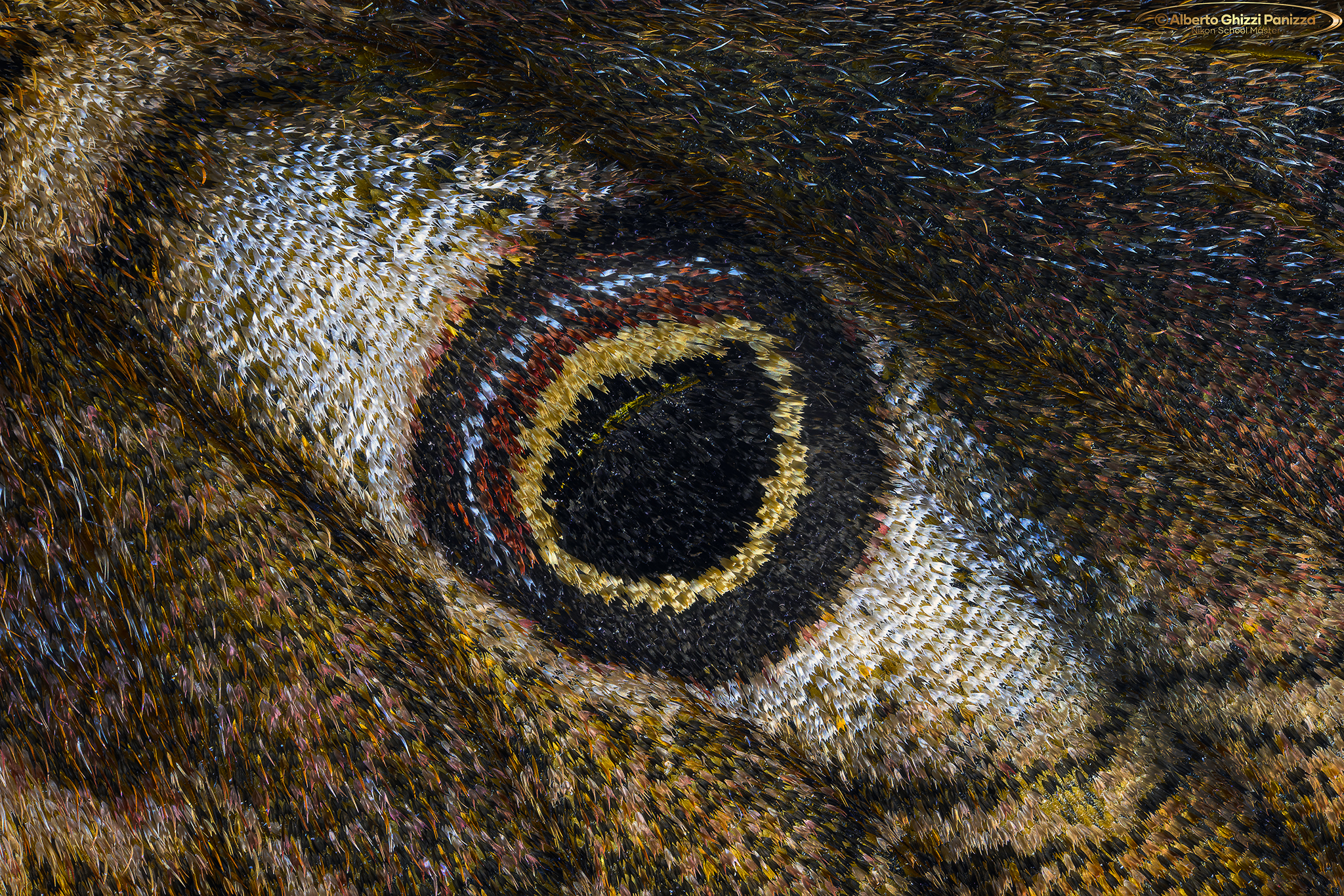 Dettaglio dell'ala di una Saturnia Pavoniella