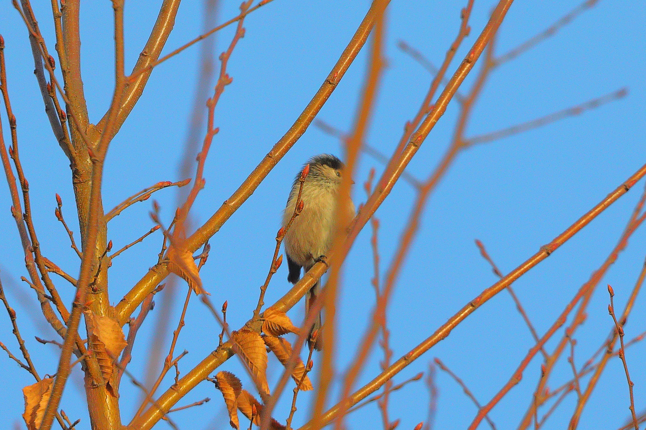 Codibugnolo 18 dicembre 2024 - 0039