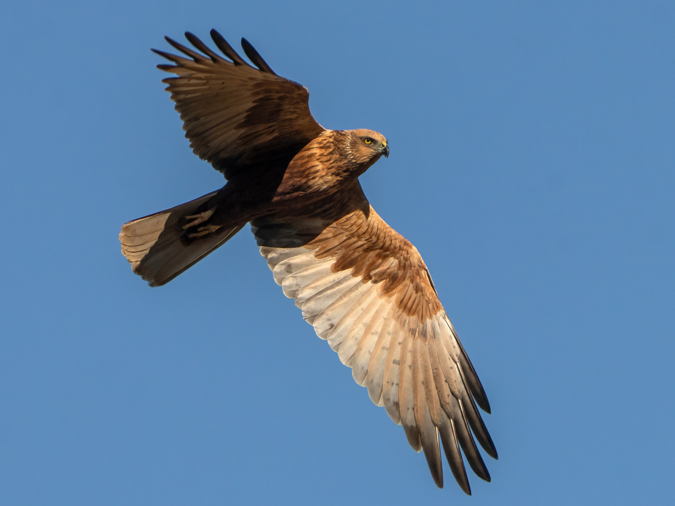 Male Marsh Harrier (Circus aeruginosus)