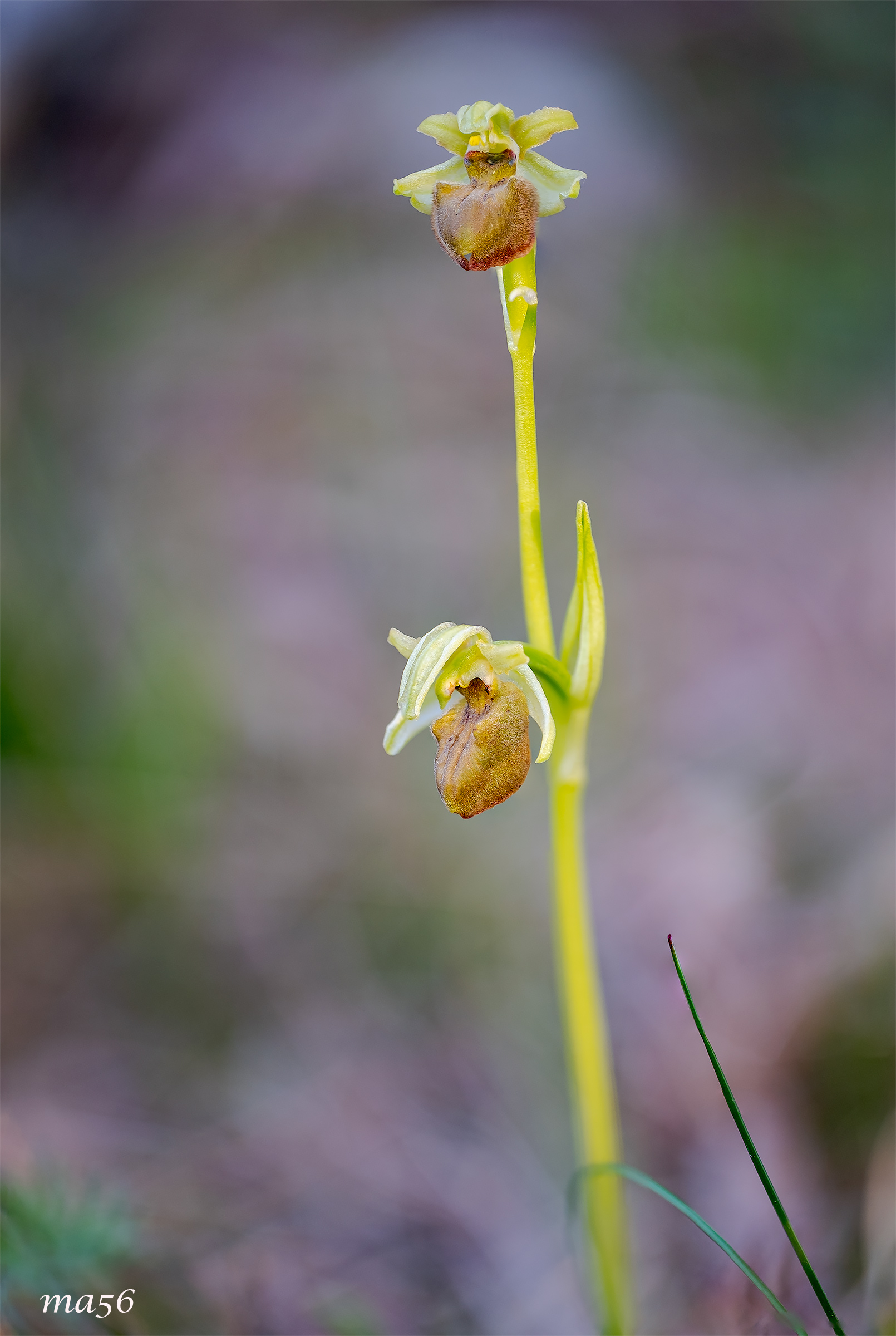Ophrys Sphegodes