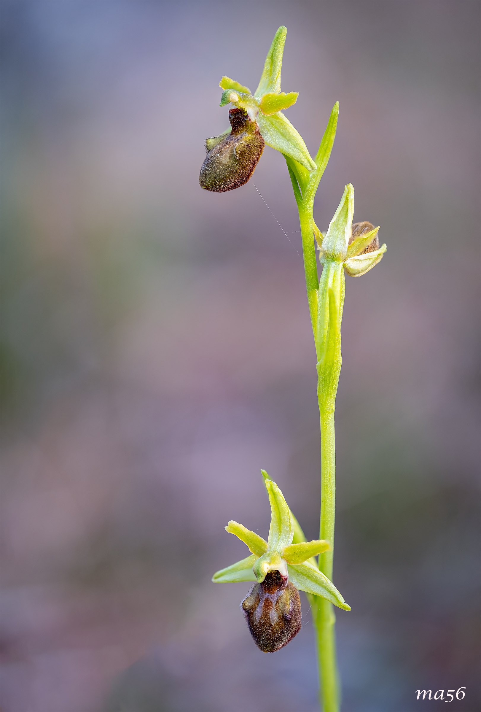 Ophrys Sphegodes