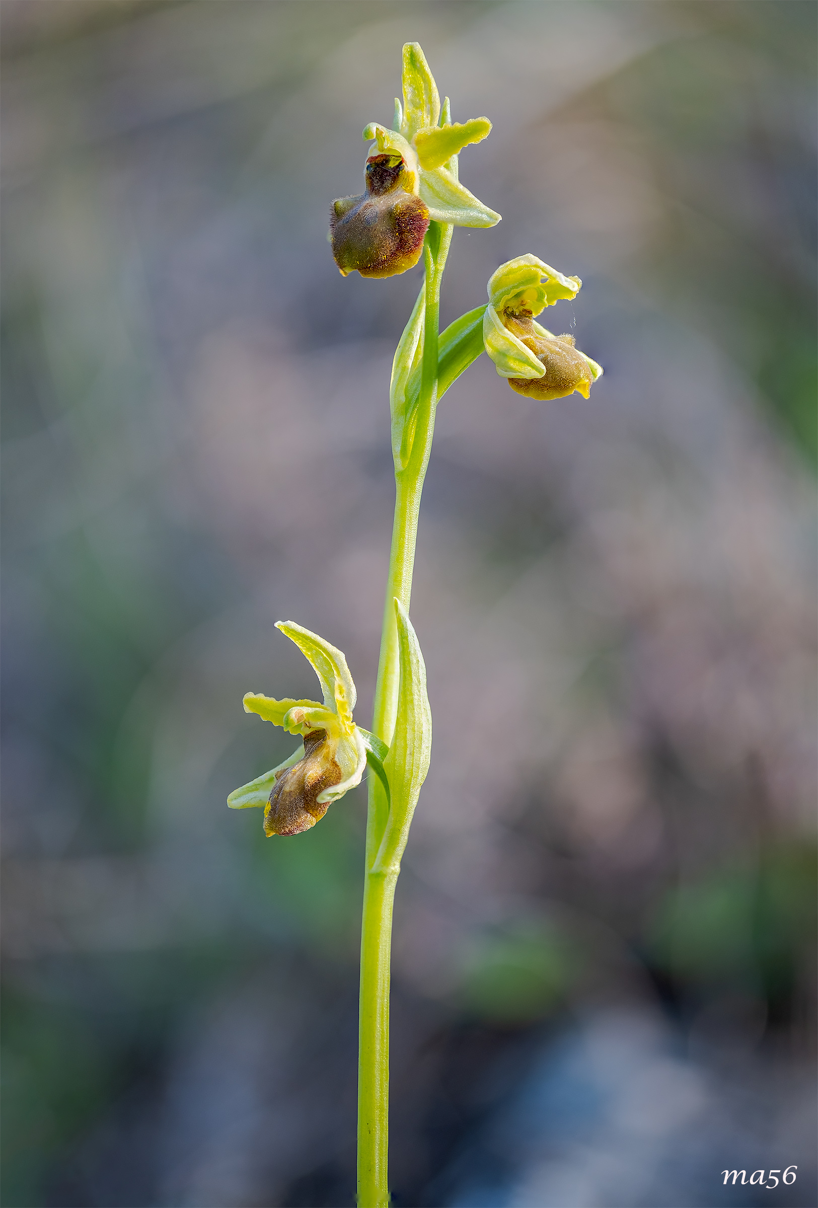 Ophrys Sphegodes