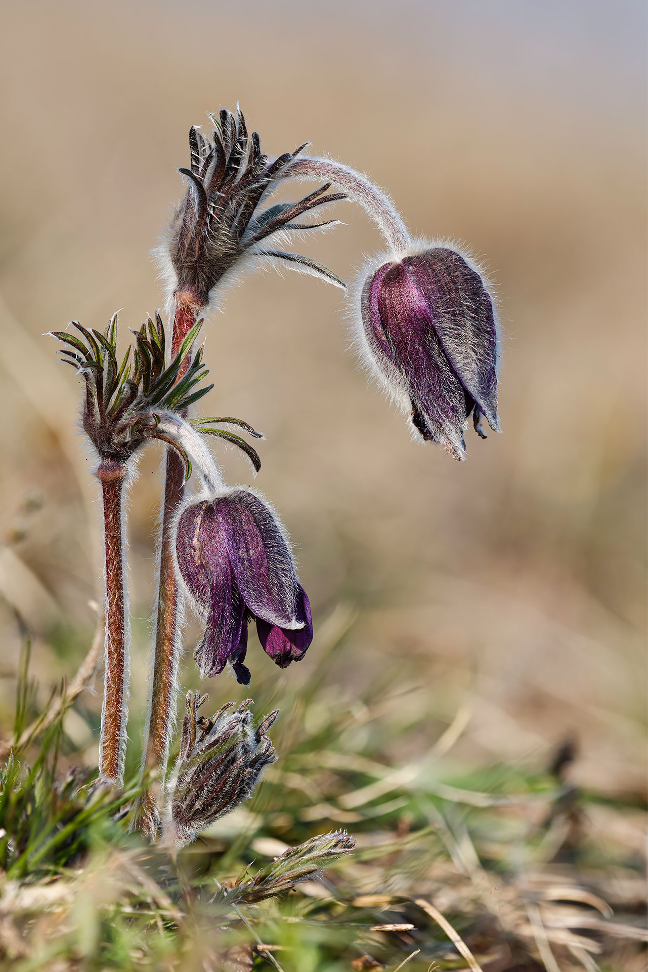 Pulsatilla