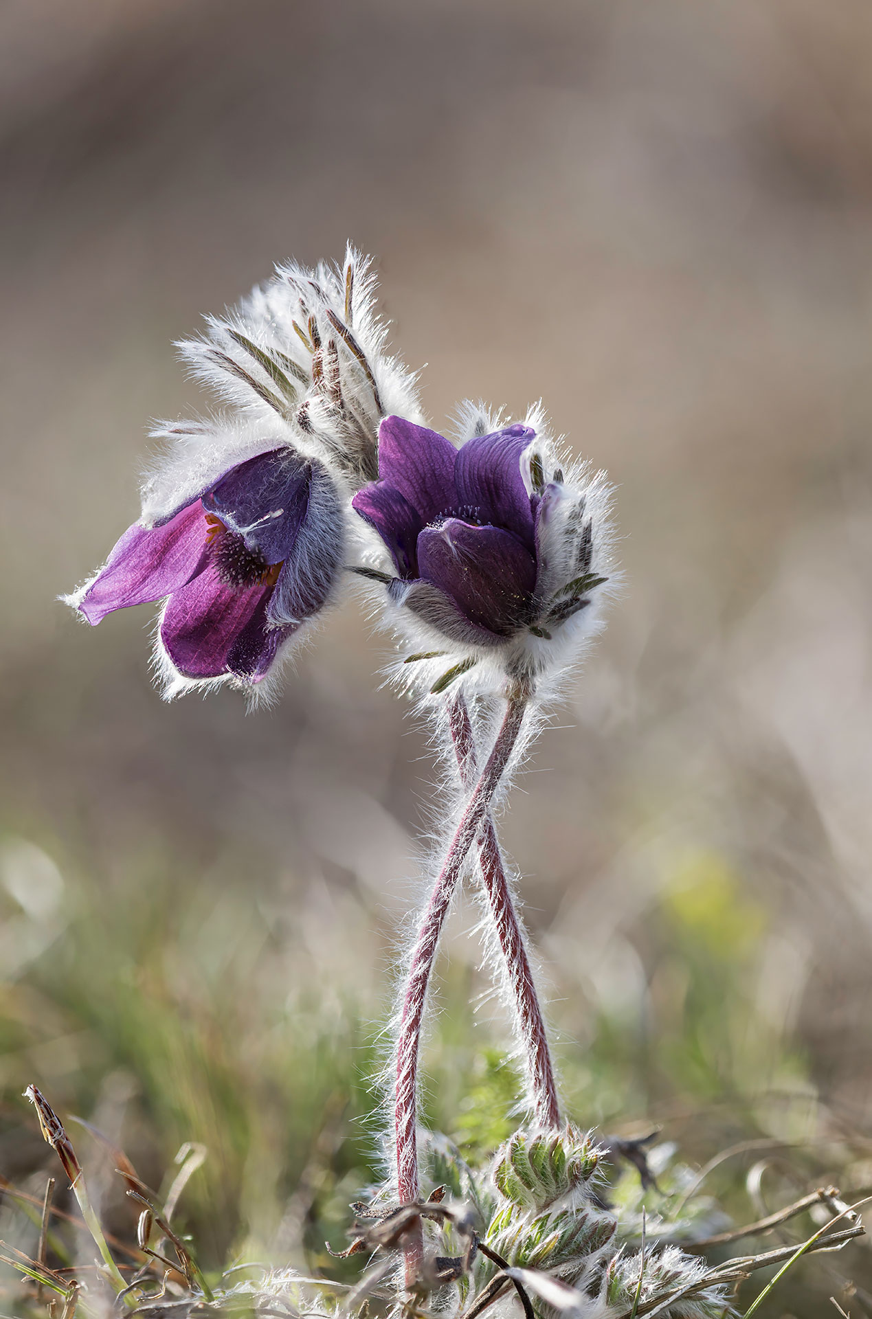 Pulsatilla