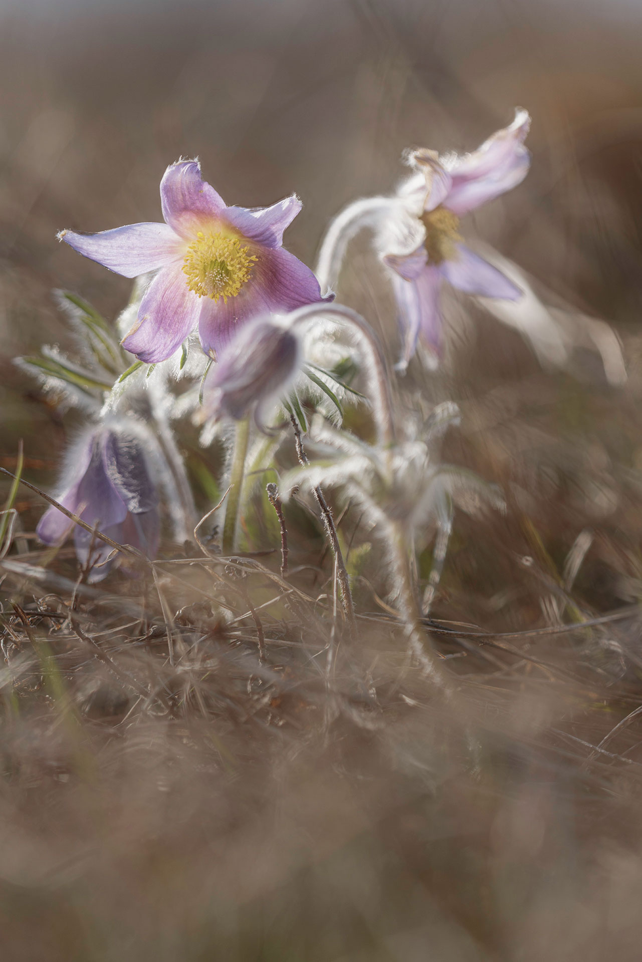Pulsatilla