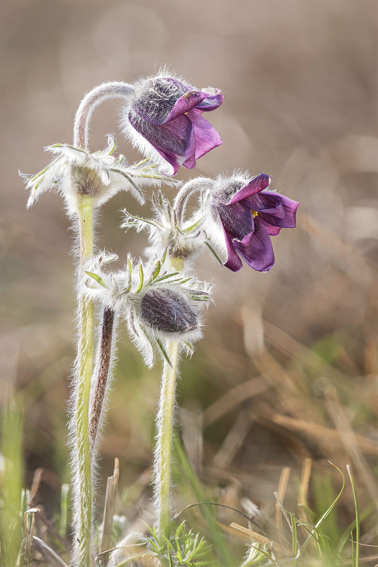 Pulsatilla