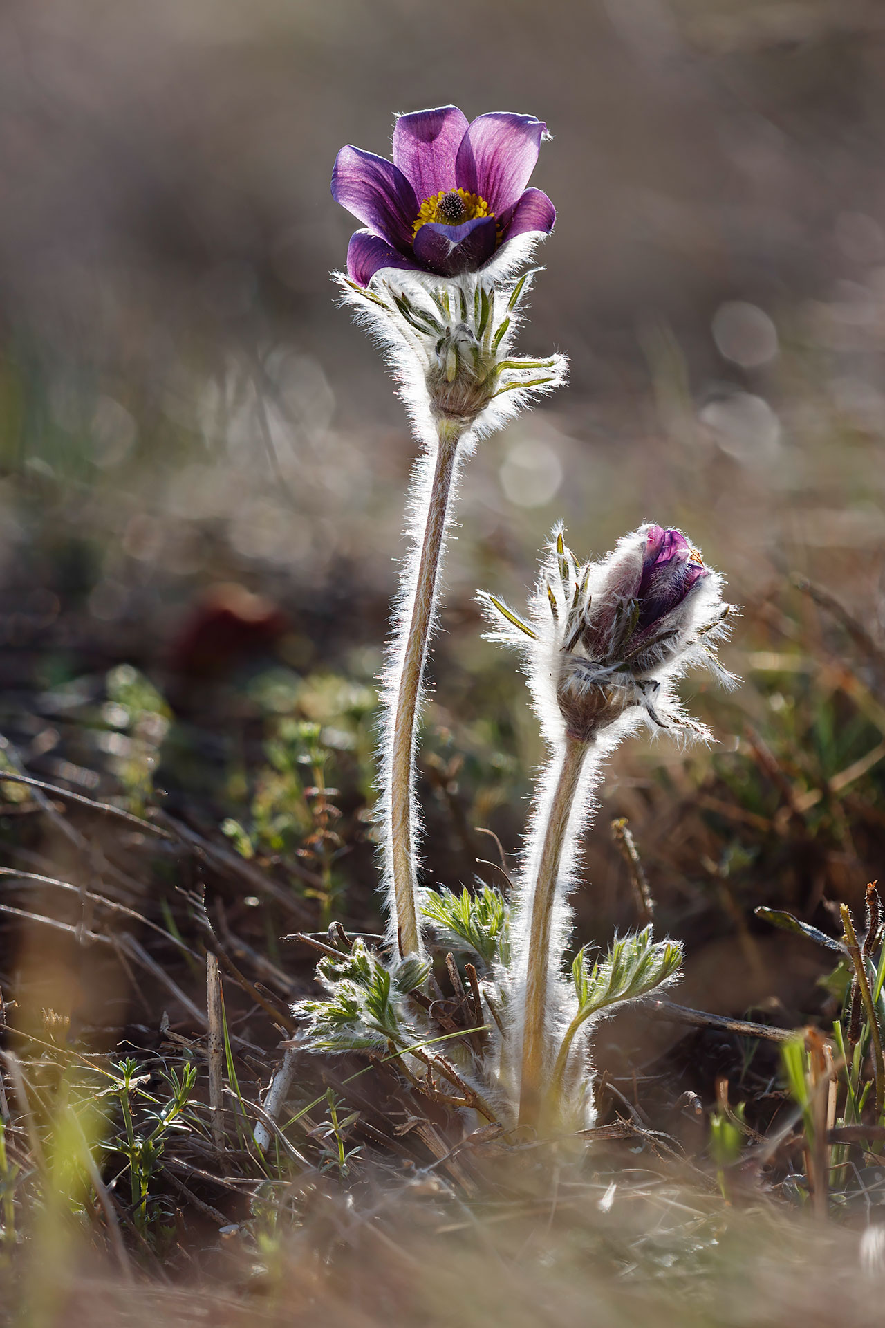 Pulsatilla