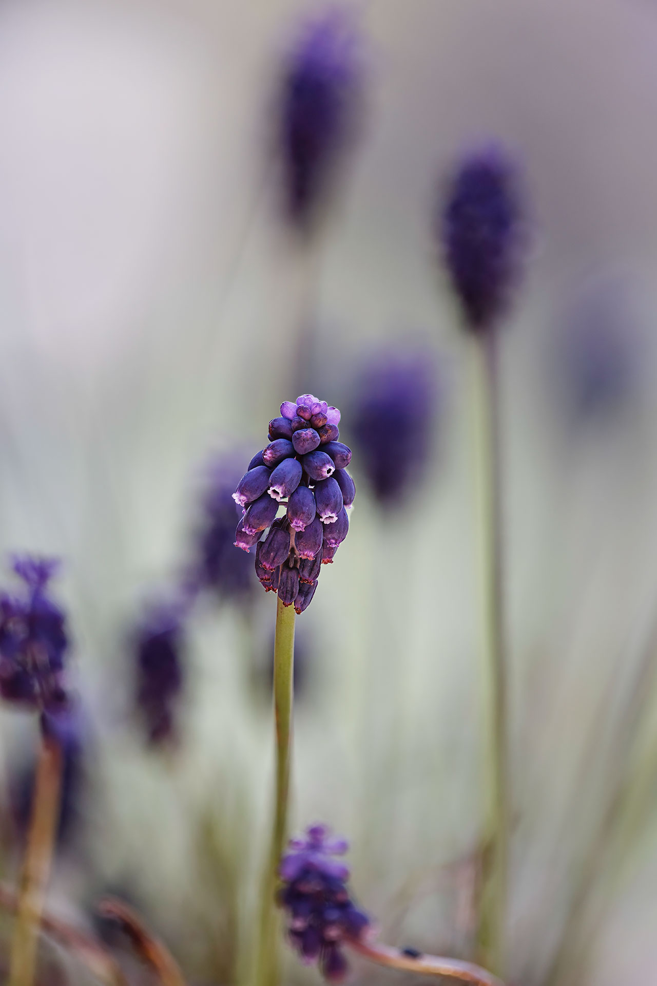 Muscari
