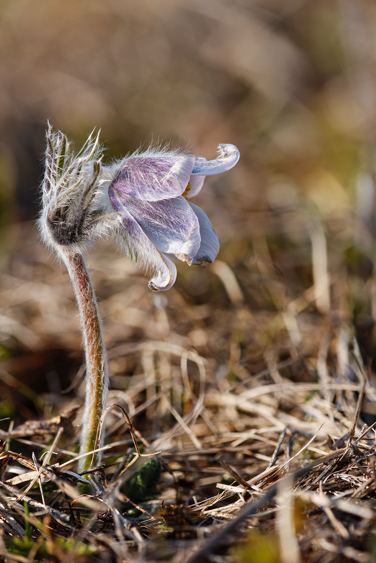 Pulsatilla