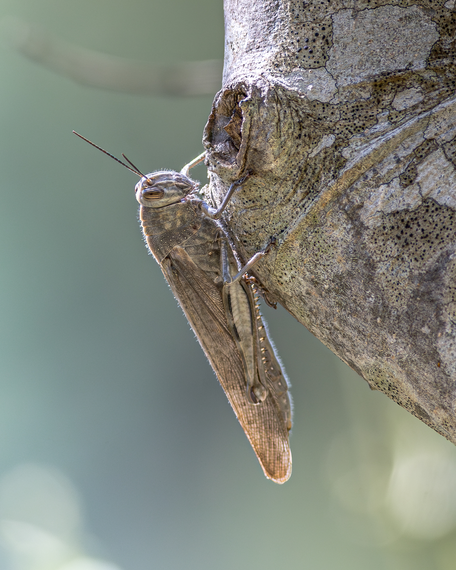 Grasshopper