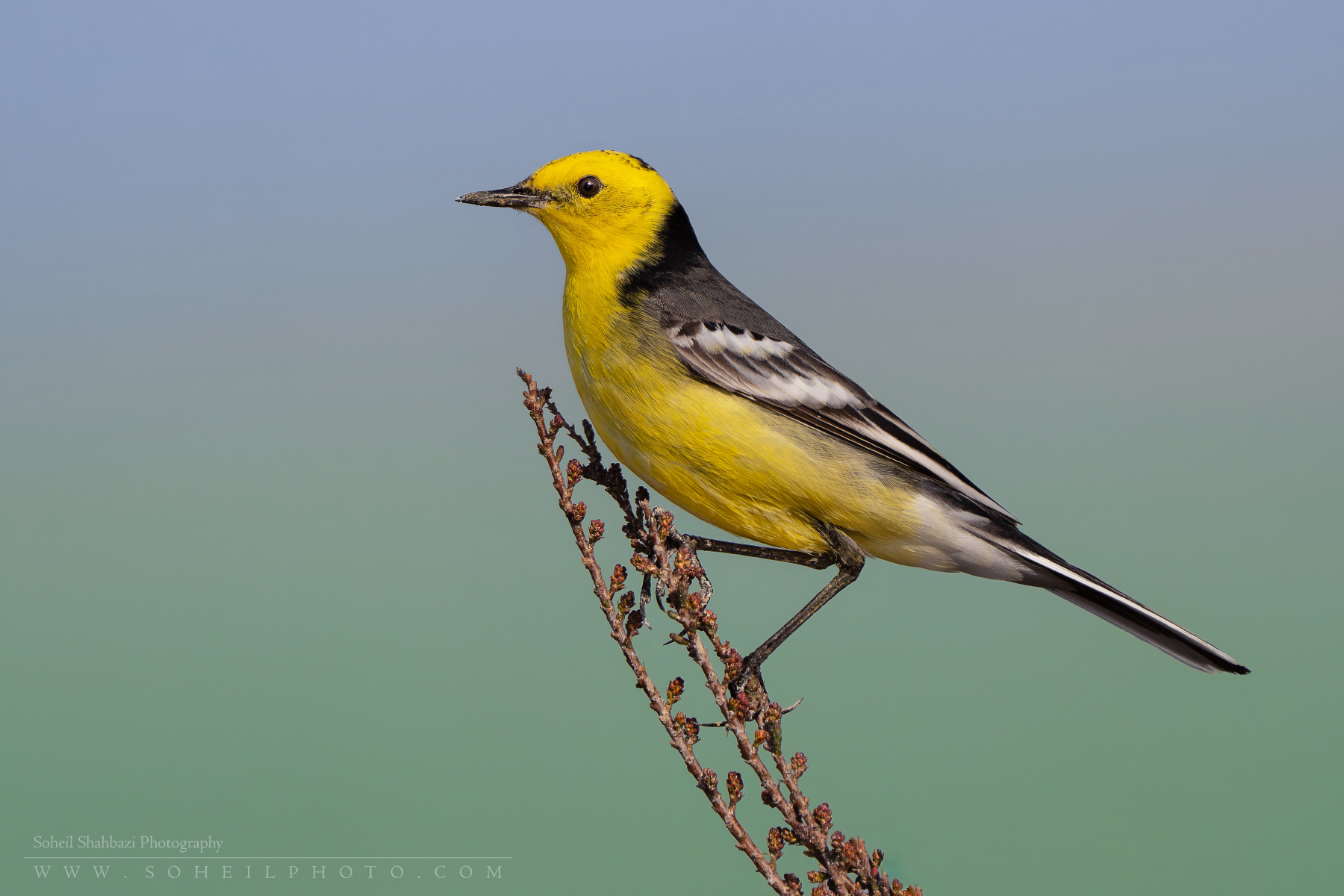Citrine wagtail