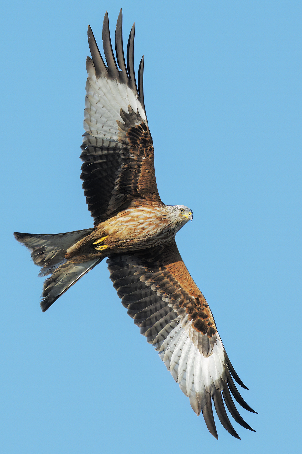 Red kite