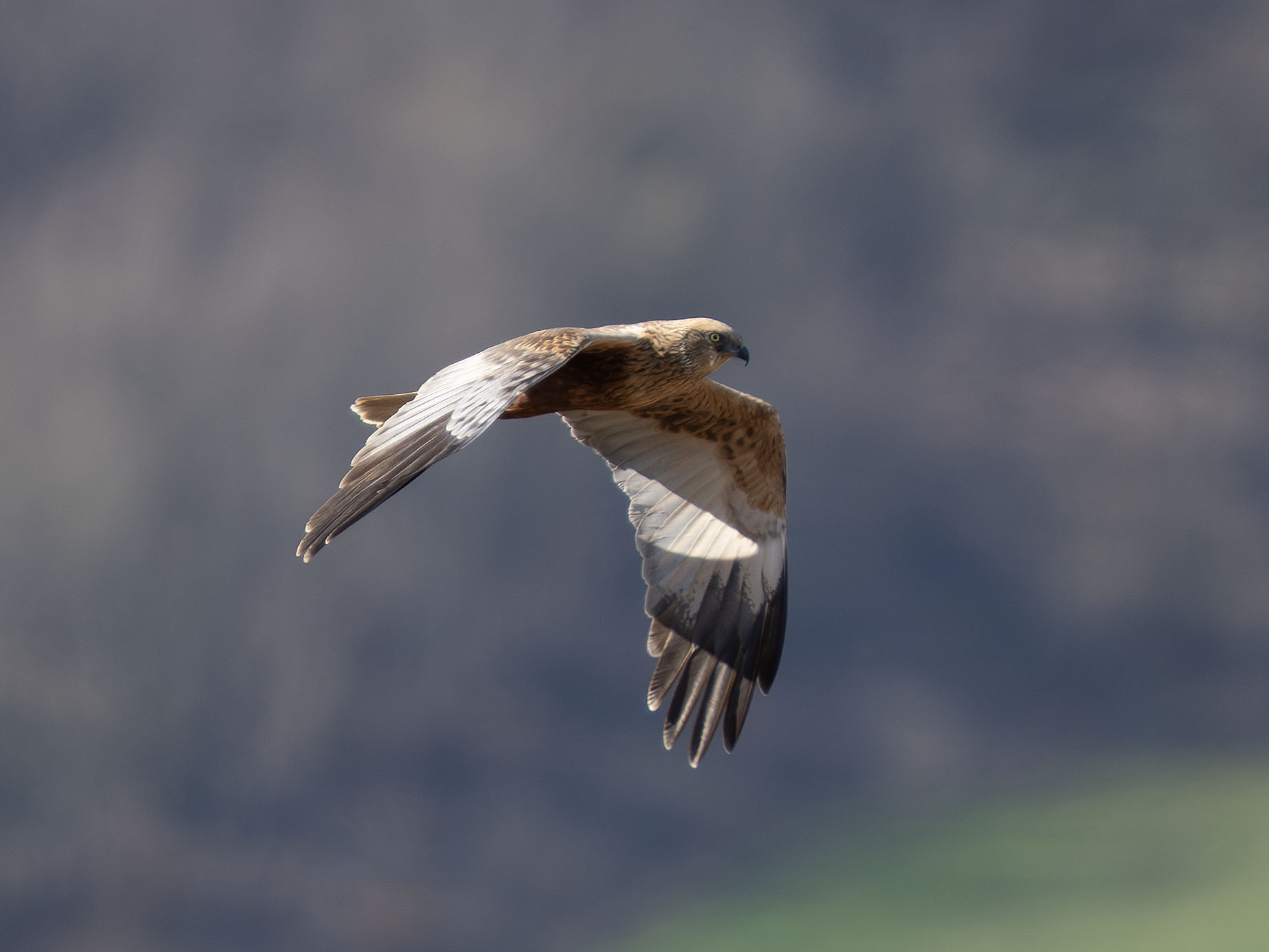 Marsh Harrier