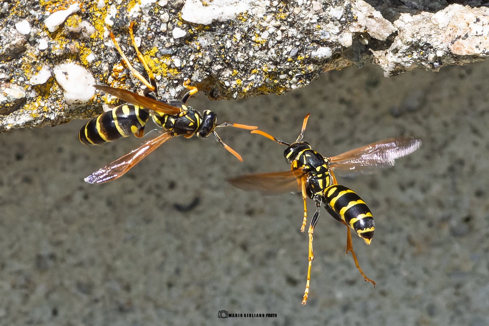 Polistes