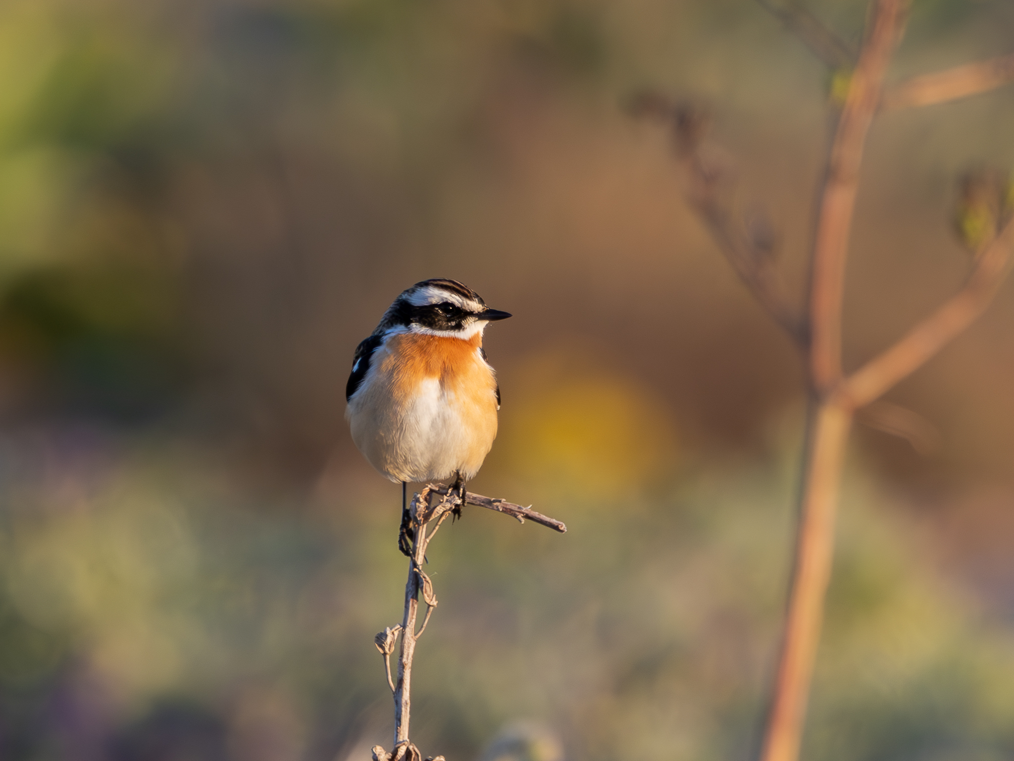 Whinchat