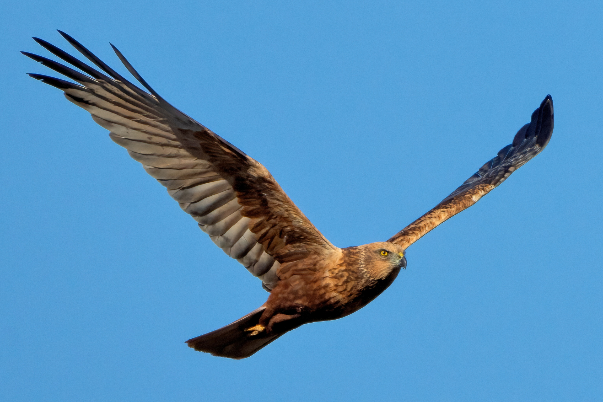 Falco di palude (Circus aeruginosus) maschio