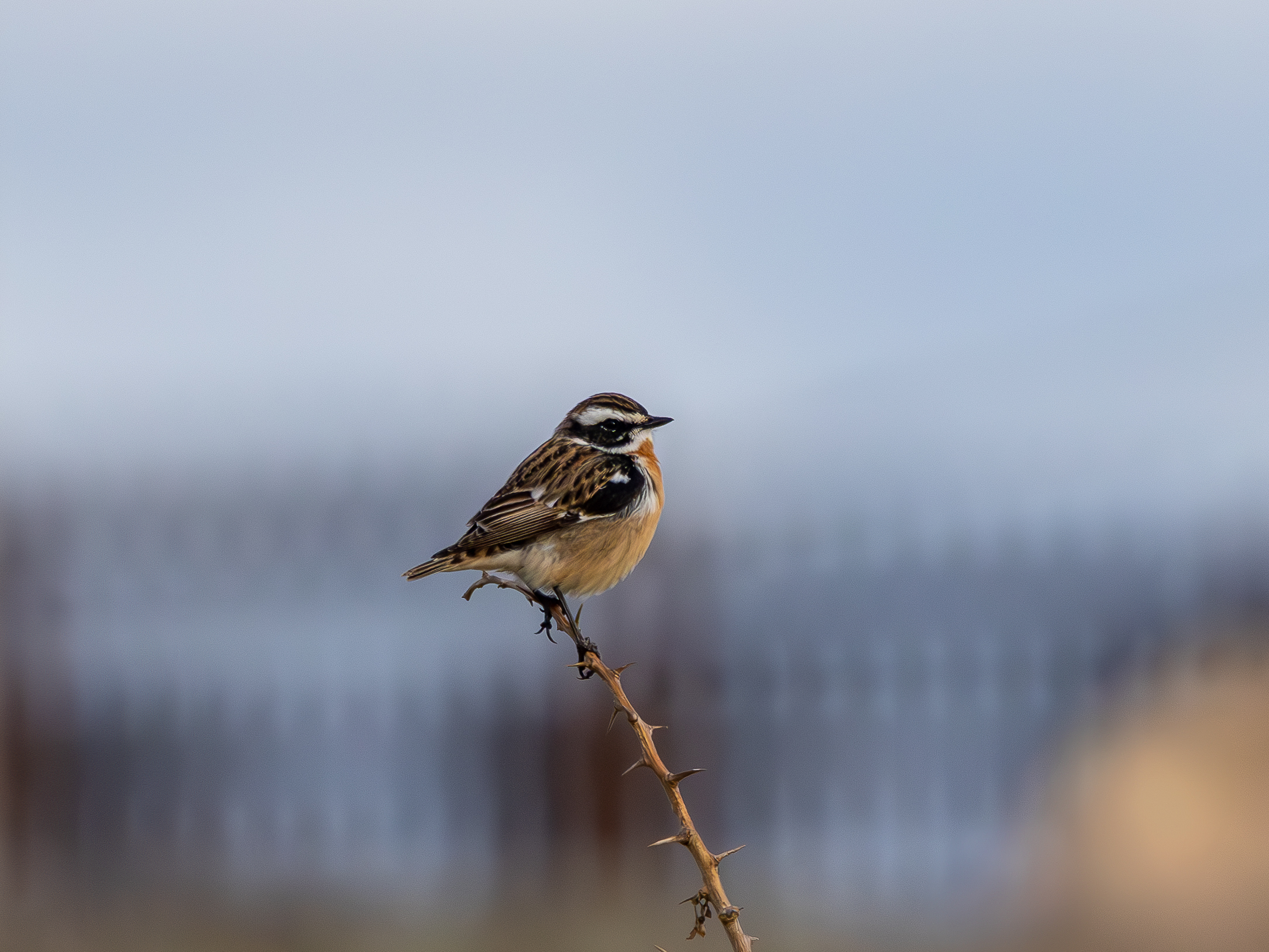Whinchat