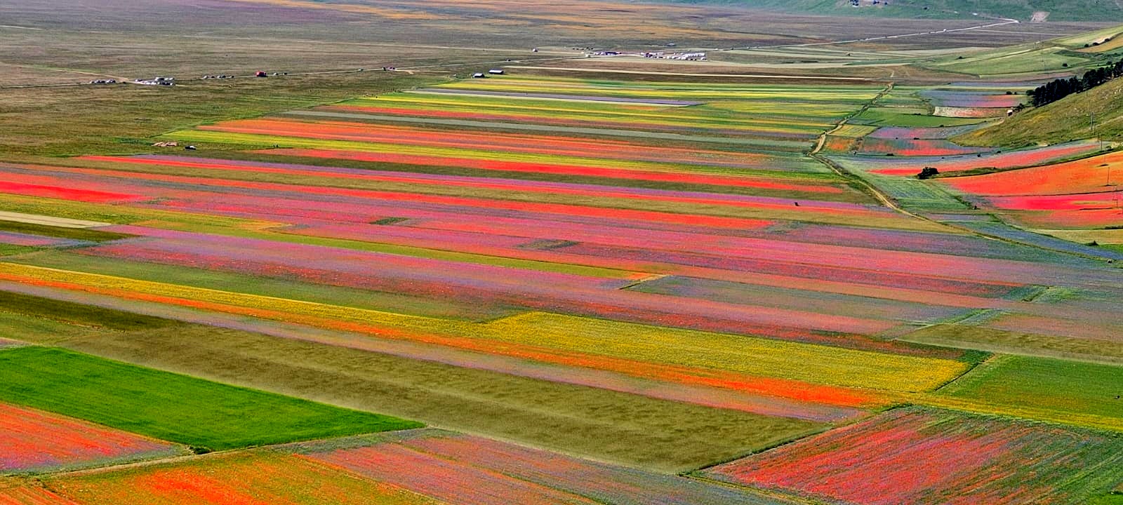Castelluccio Blooming