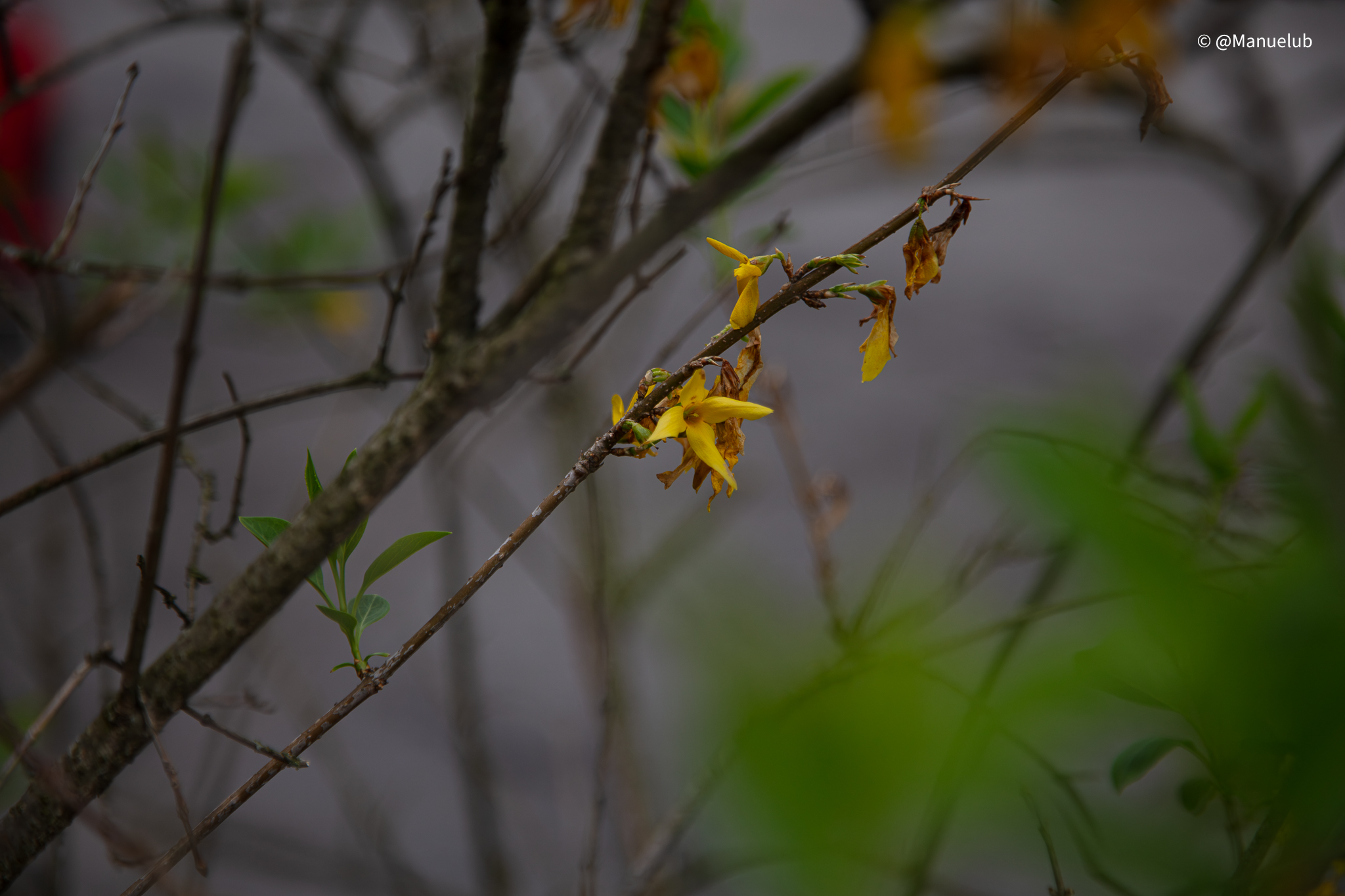 Forsythia suspensa