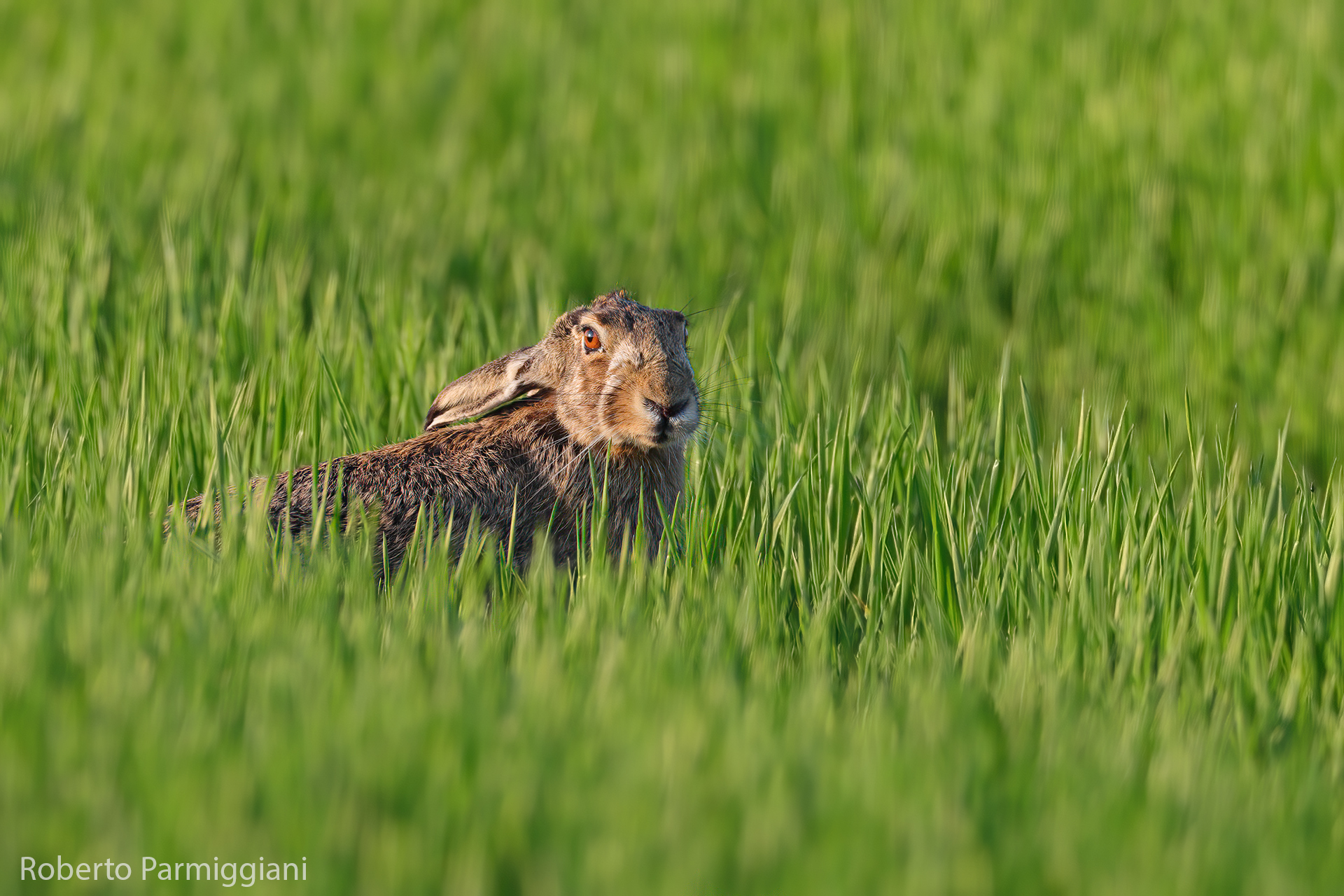 Camouflage in growing wheat