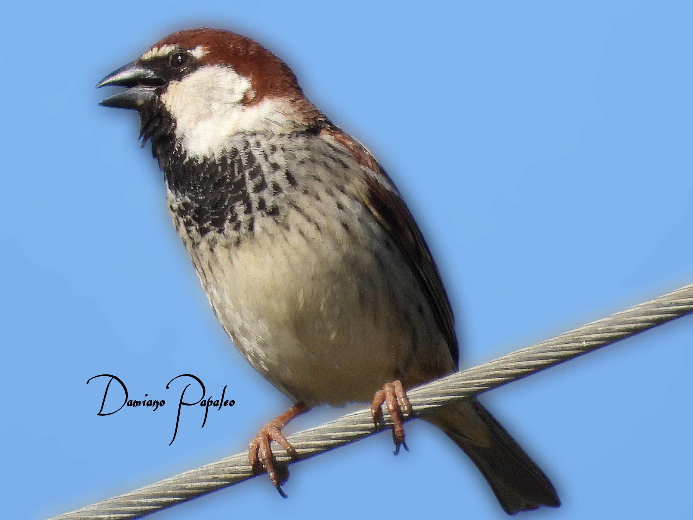 Sparrow. Freehand