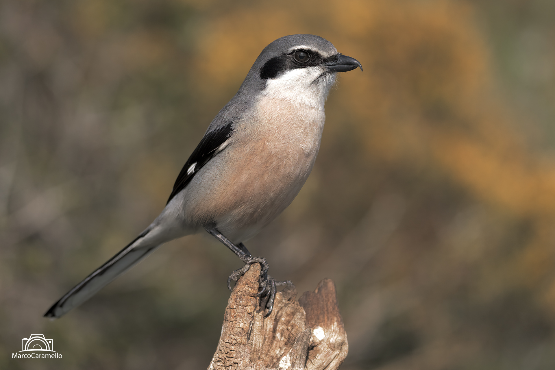 Southern Shrike
