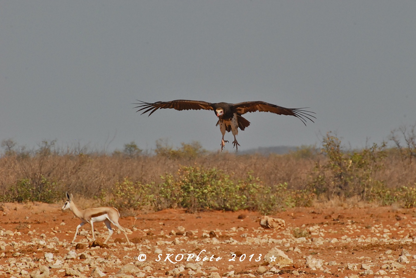 Avvoltoio testabianca Trigonoceps occipitalis White-hea