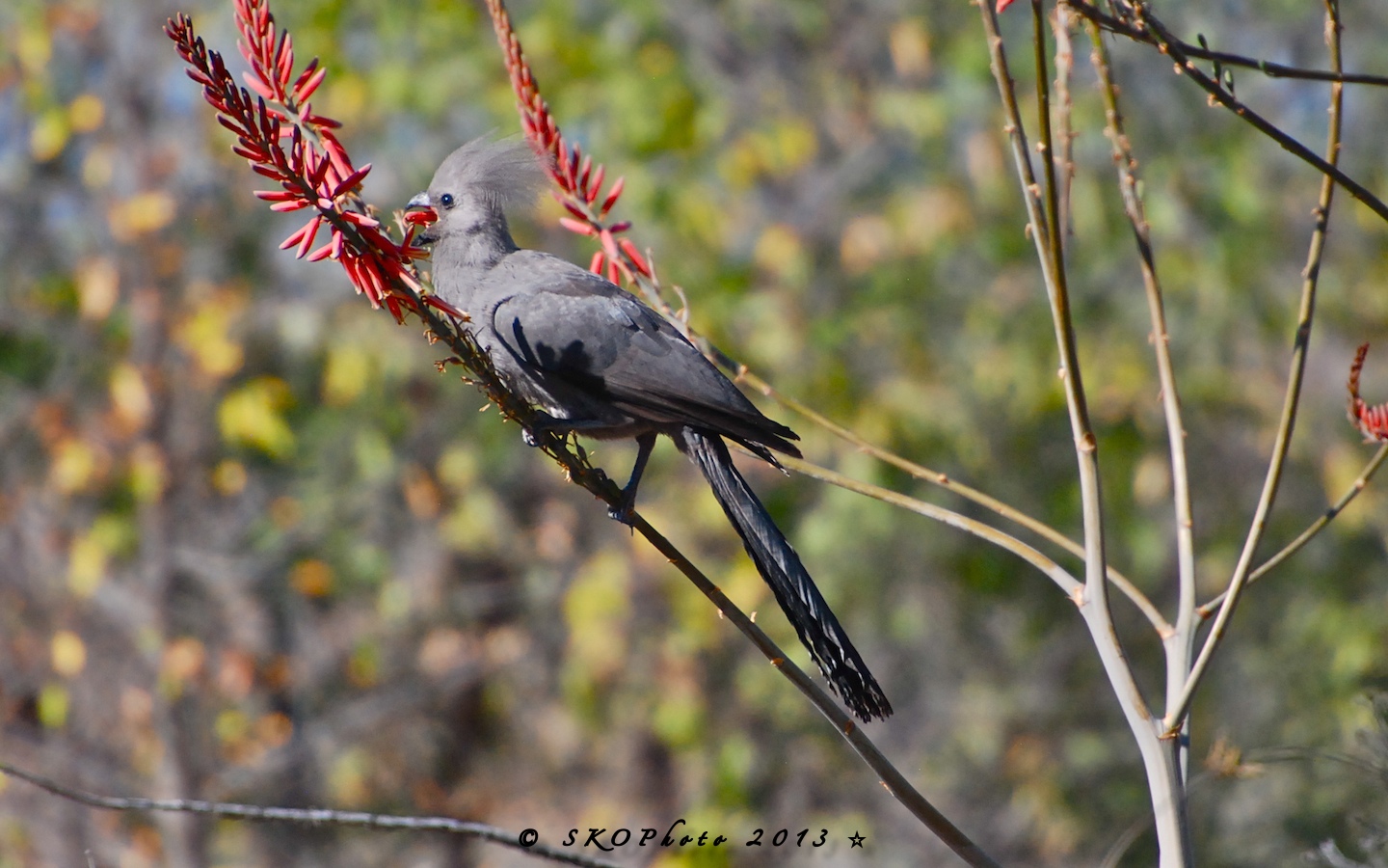 Turaco grigio
