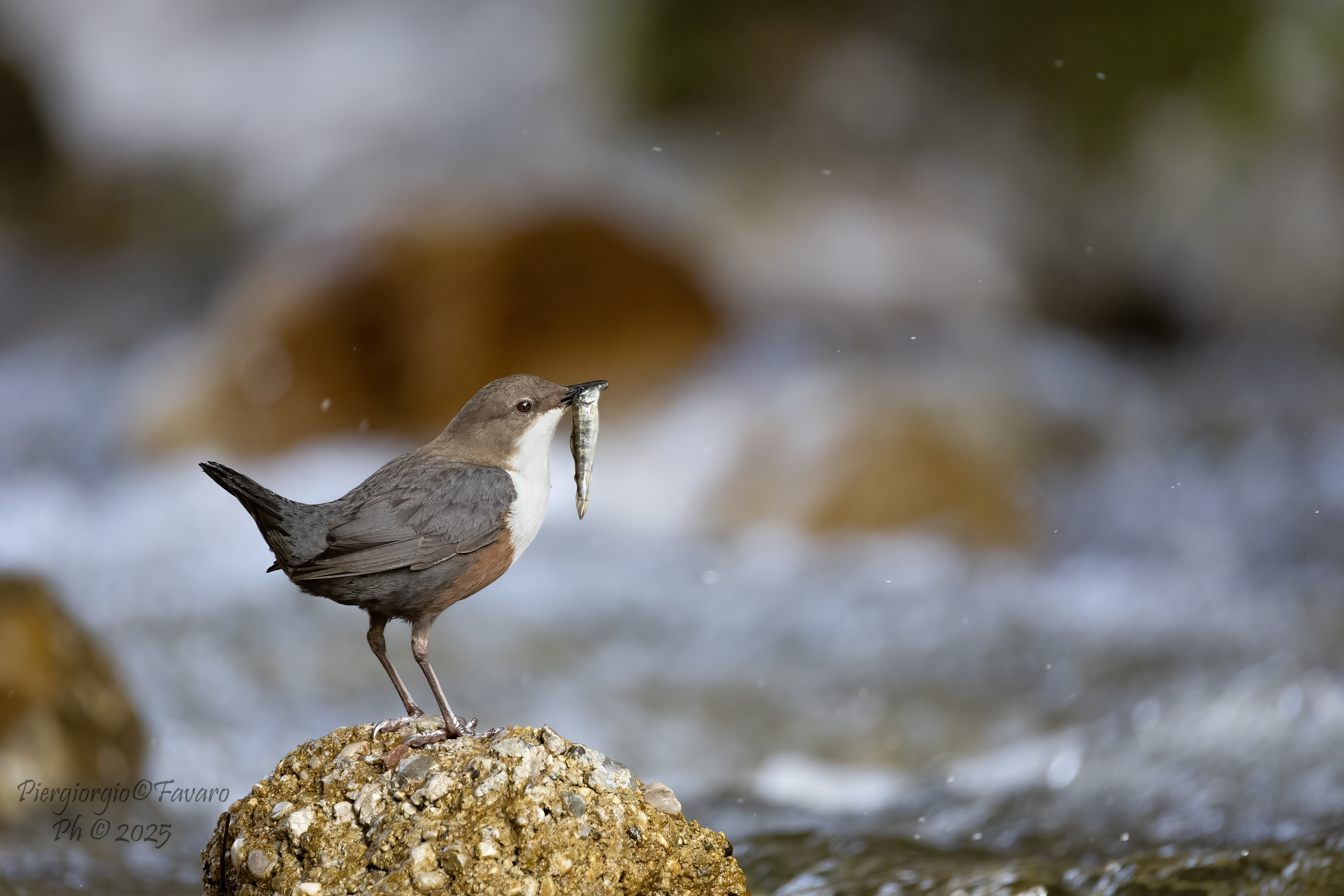 White-throated dipper