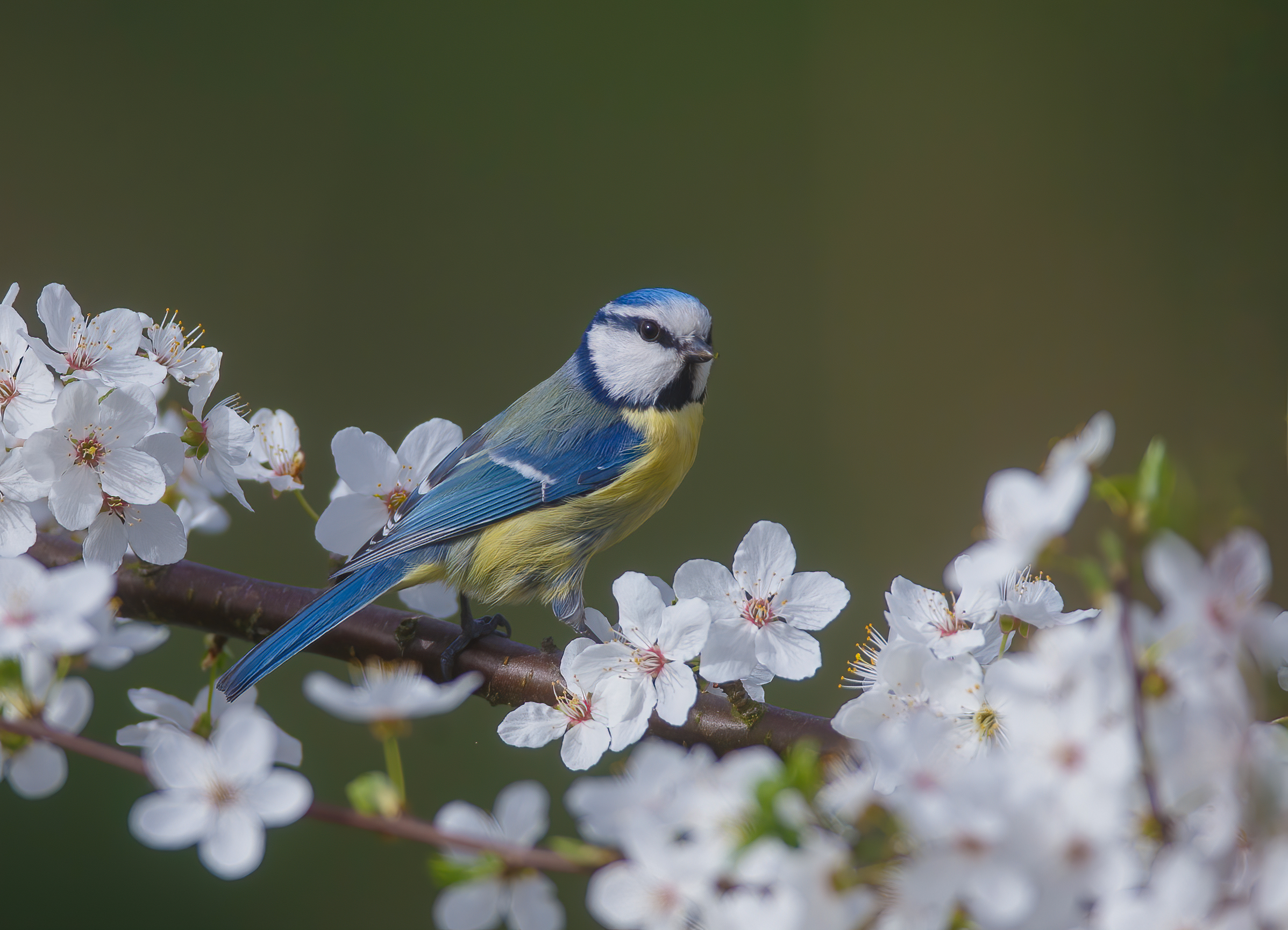 Cyanistes caeruleus
