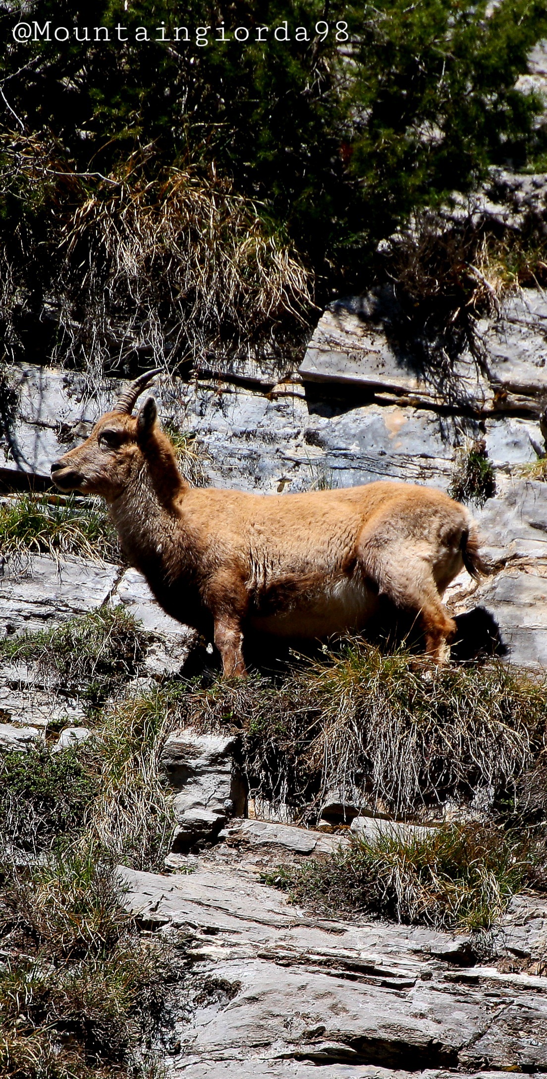 Stambecco alpino Femmina