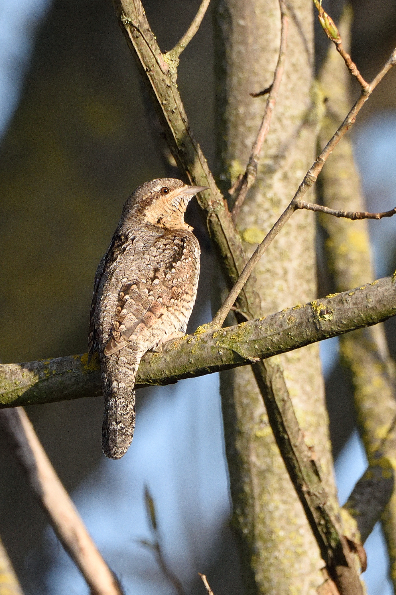 Wryneck