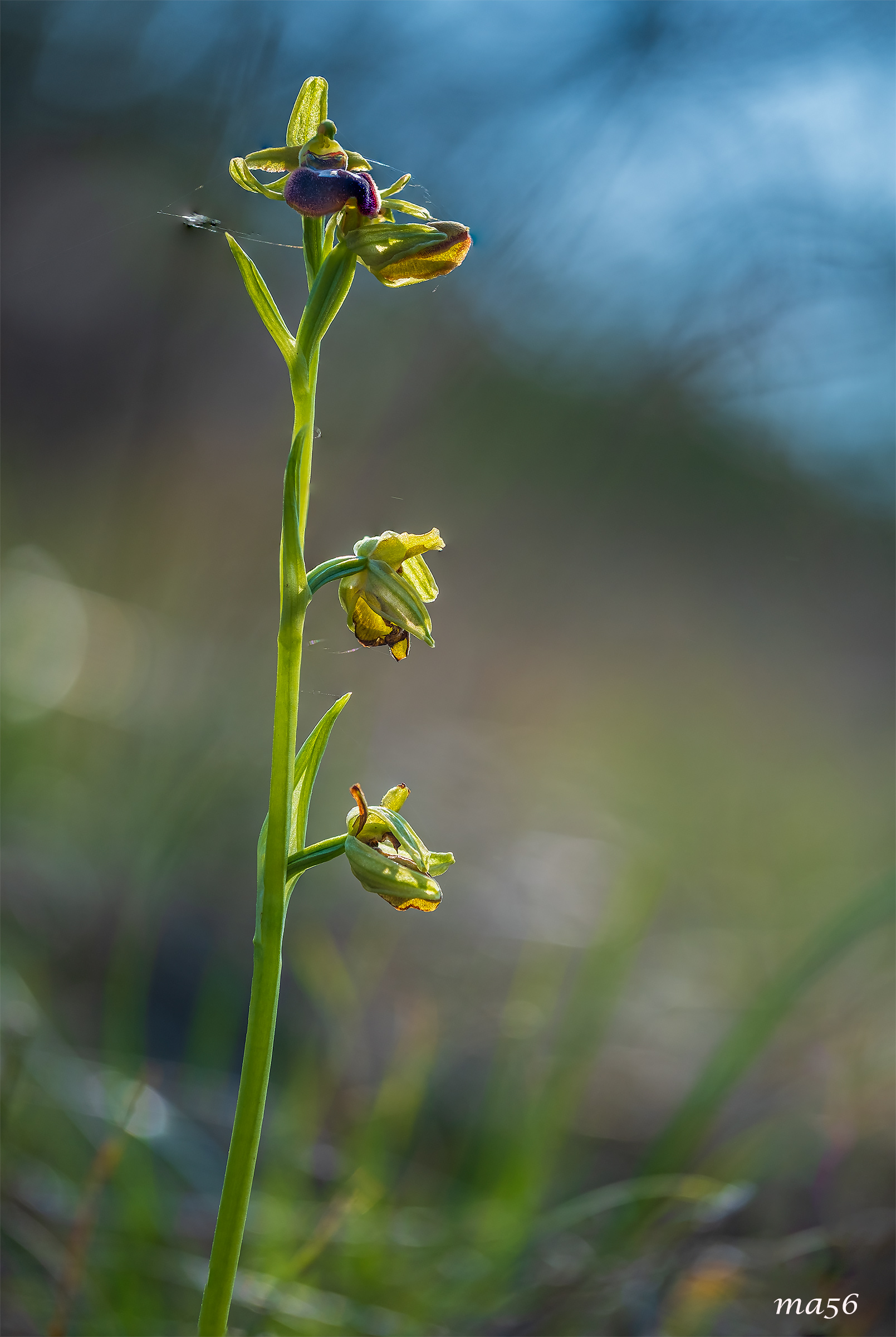 Ophrys Sphegodes